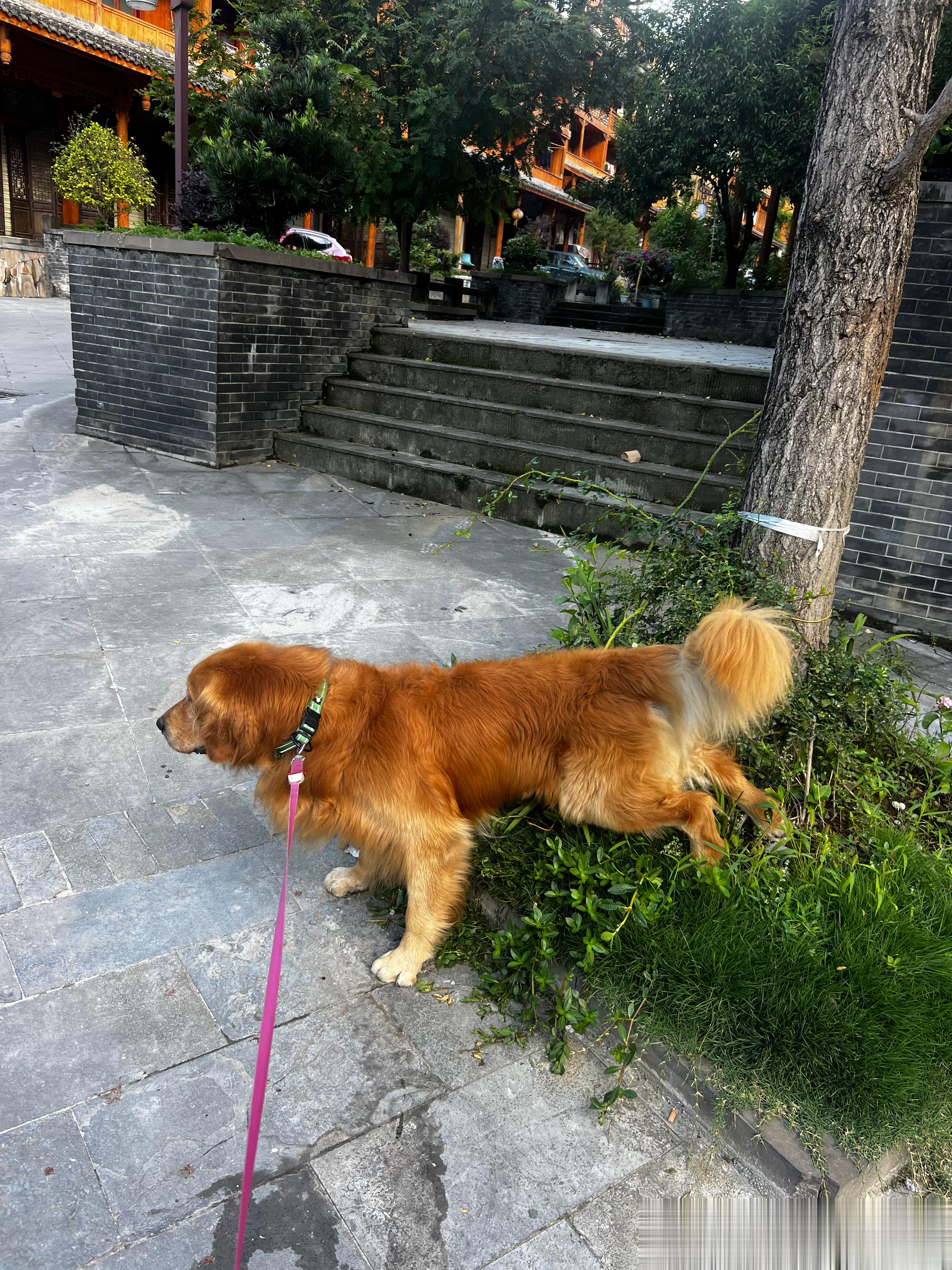 起来尿完尿，吃个早饭，再回个笼。想着今天就要回成都了好不开心[泪]好想掉个头再去