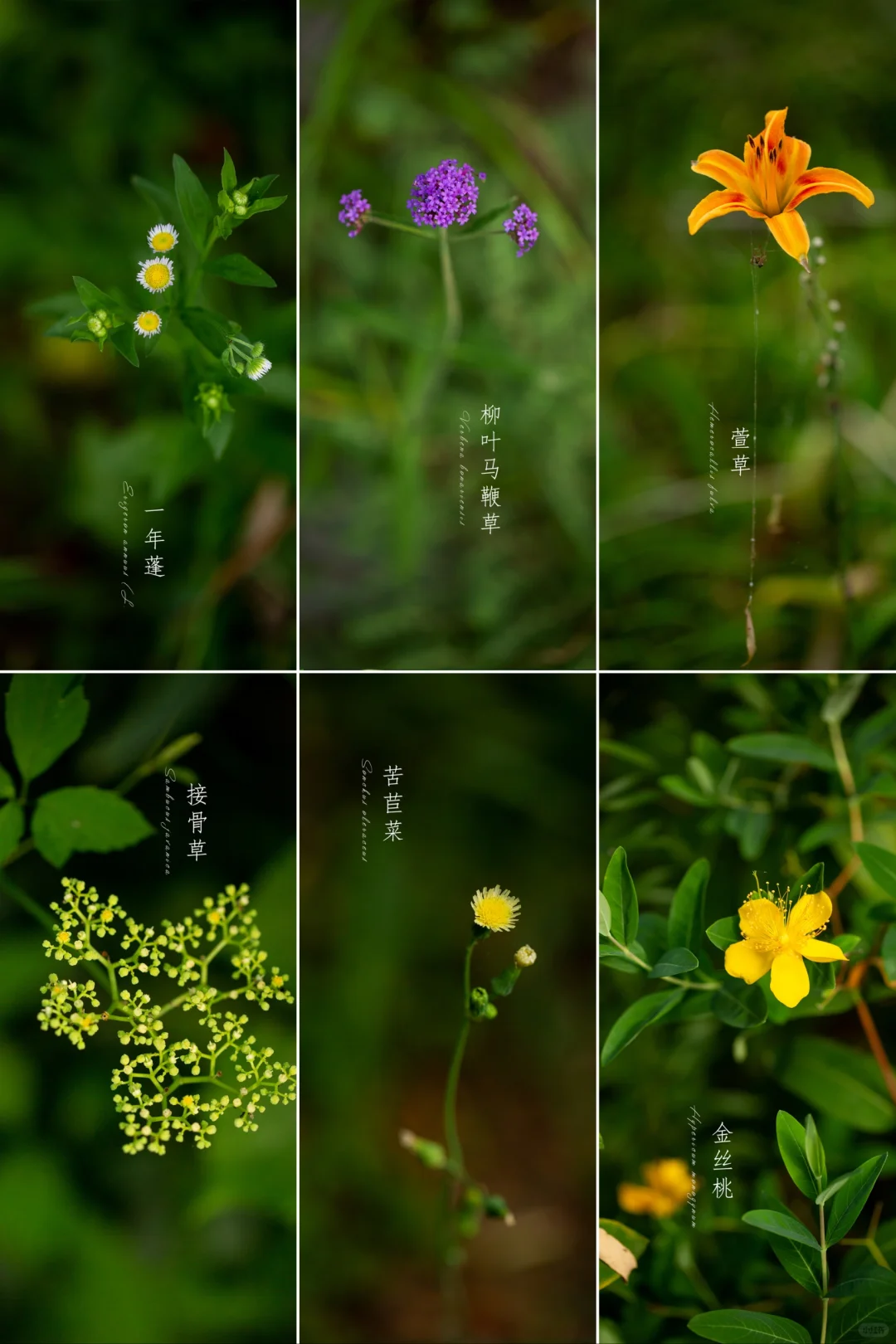 湖边的小野花