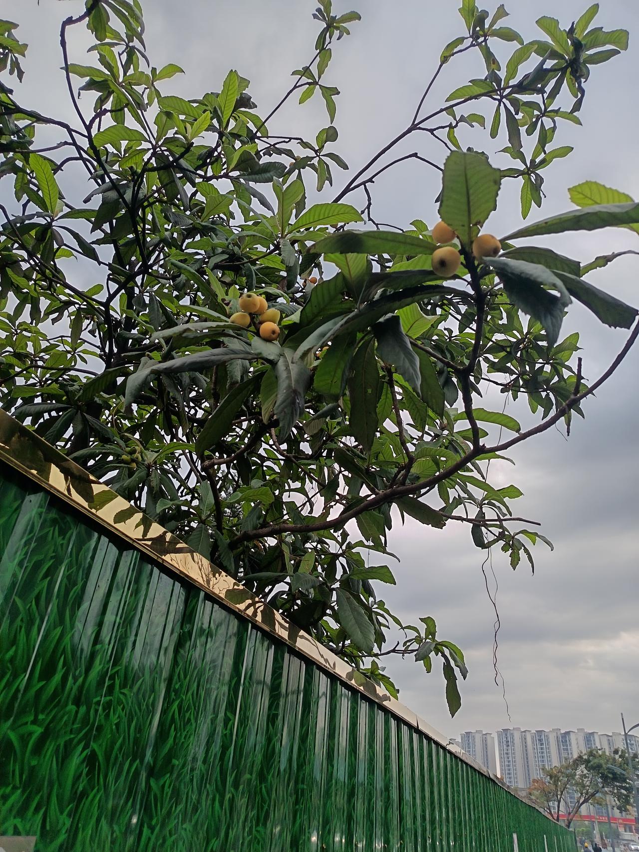 【“绿树依墙生，枇杷挂枝头”，这场景想想就美。】

到处有风景，处处有景色。
