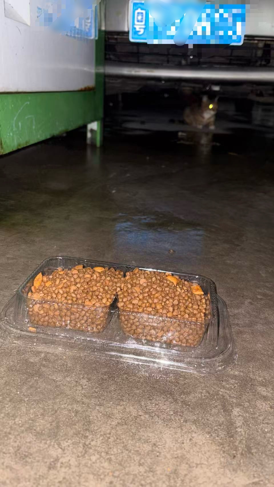 雨终于停了，但天气预报说这两天台风又要来了，今年广东的天气对流浪猫真的太不友善了