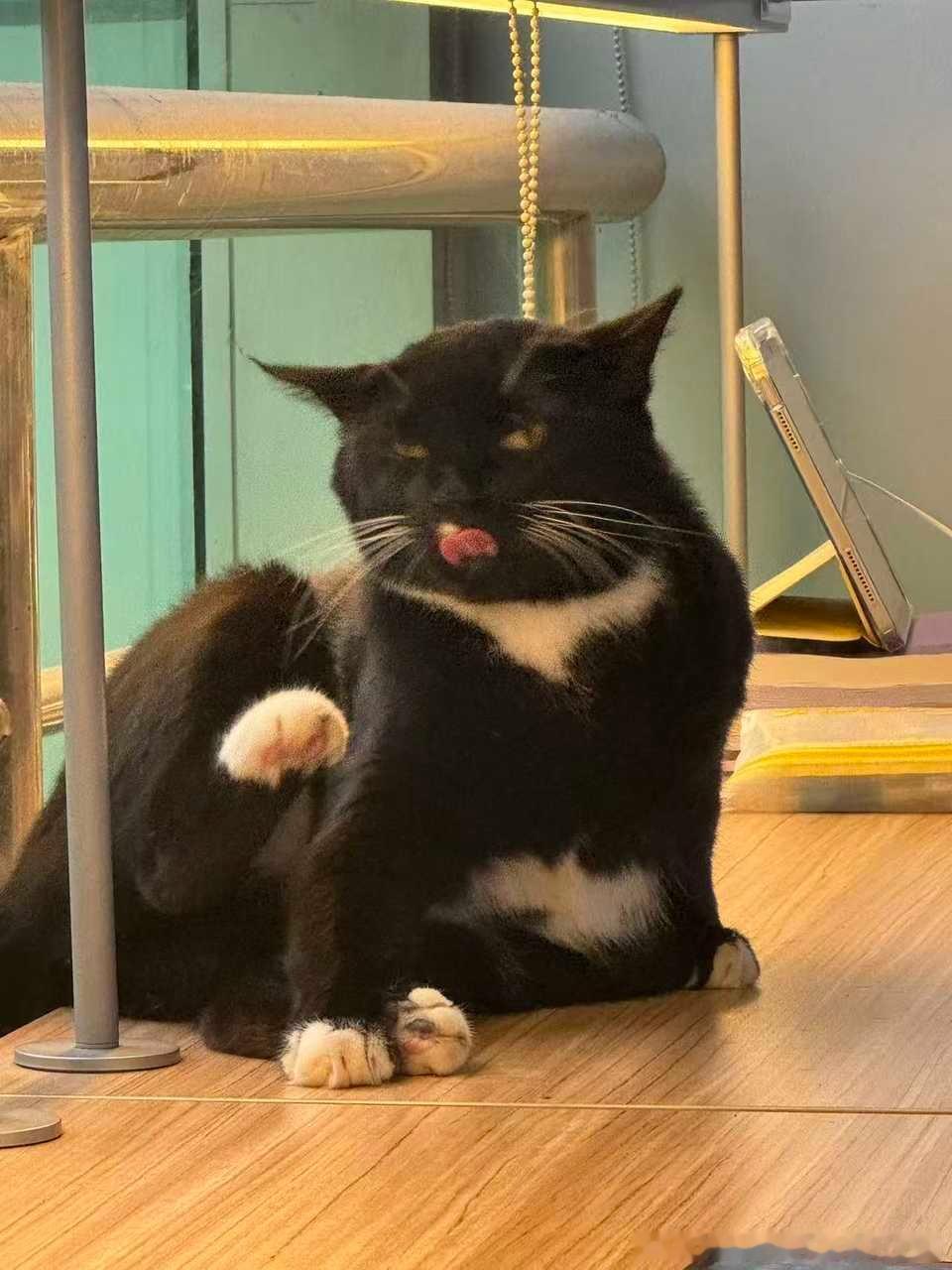 50163【丑猫】霸占学校图书馆桌子的邪恶黑猫警长 