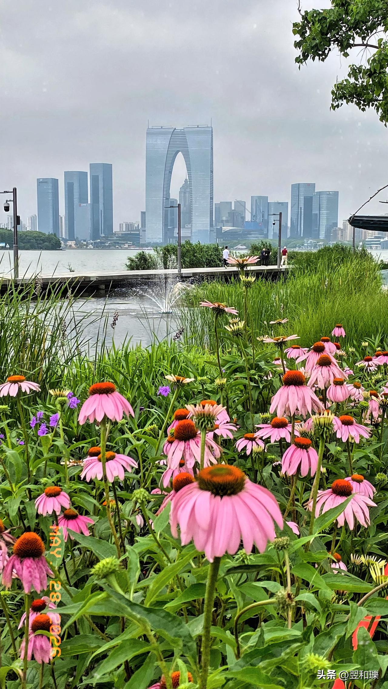 松果菊，大裤衩，相映成趣跨湖水，一柔一钢两岸望。