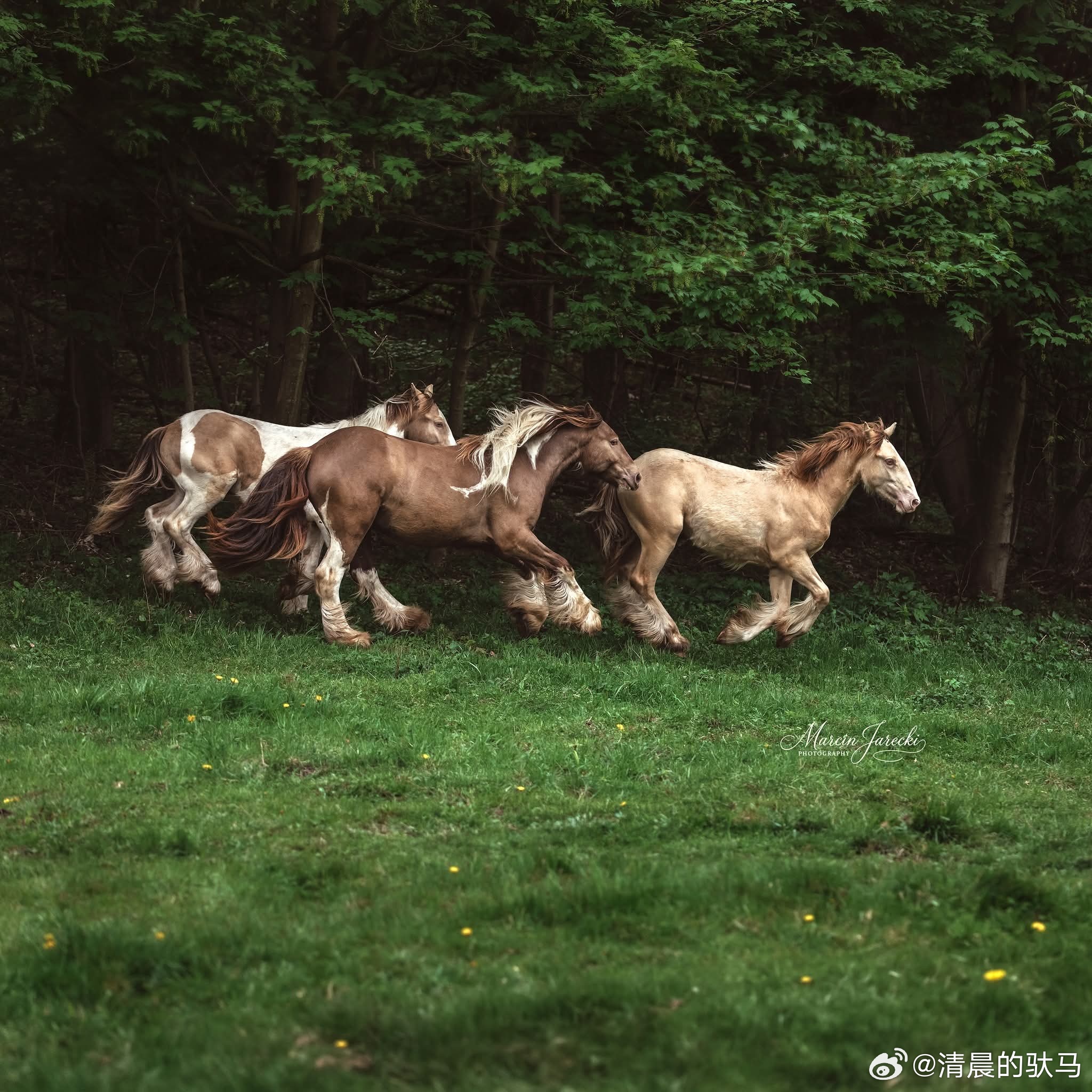 骏马图分享 