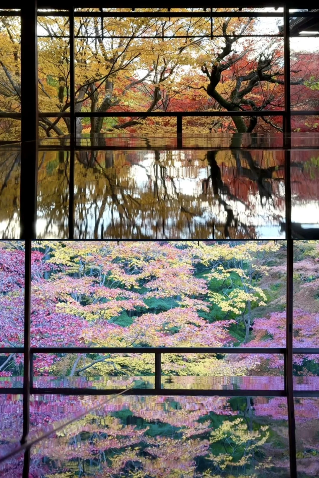 12.5Live🍁京都瑠璃光院&三千院，晚秋的美！