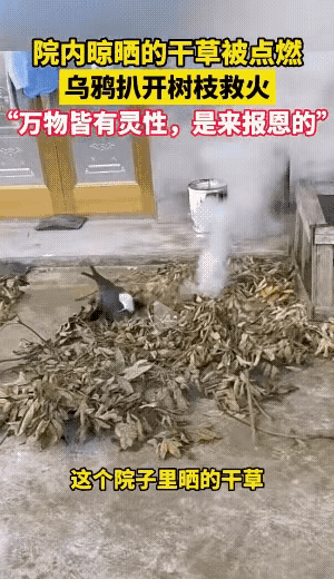 烟头引燃树枝的危急时刻，曾被救下的乌鸦成了“救命者”。它一次次冲向火边，用喙叼走