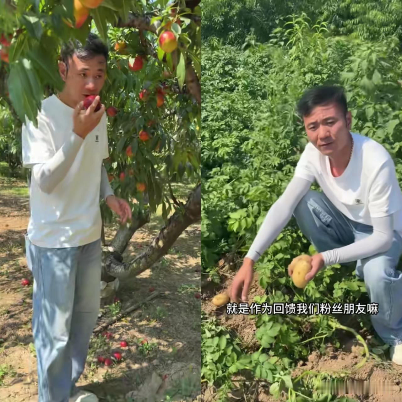 厉怀远明天又要直播卖桃了，视频中他走在桃园中，随手摘下了一颗桃子给大家看，送入口