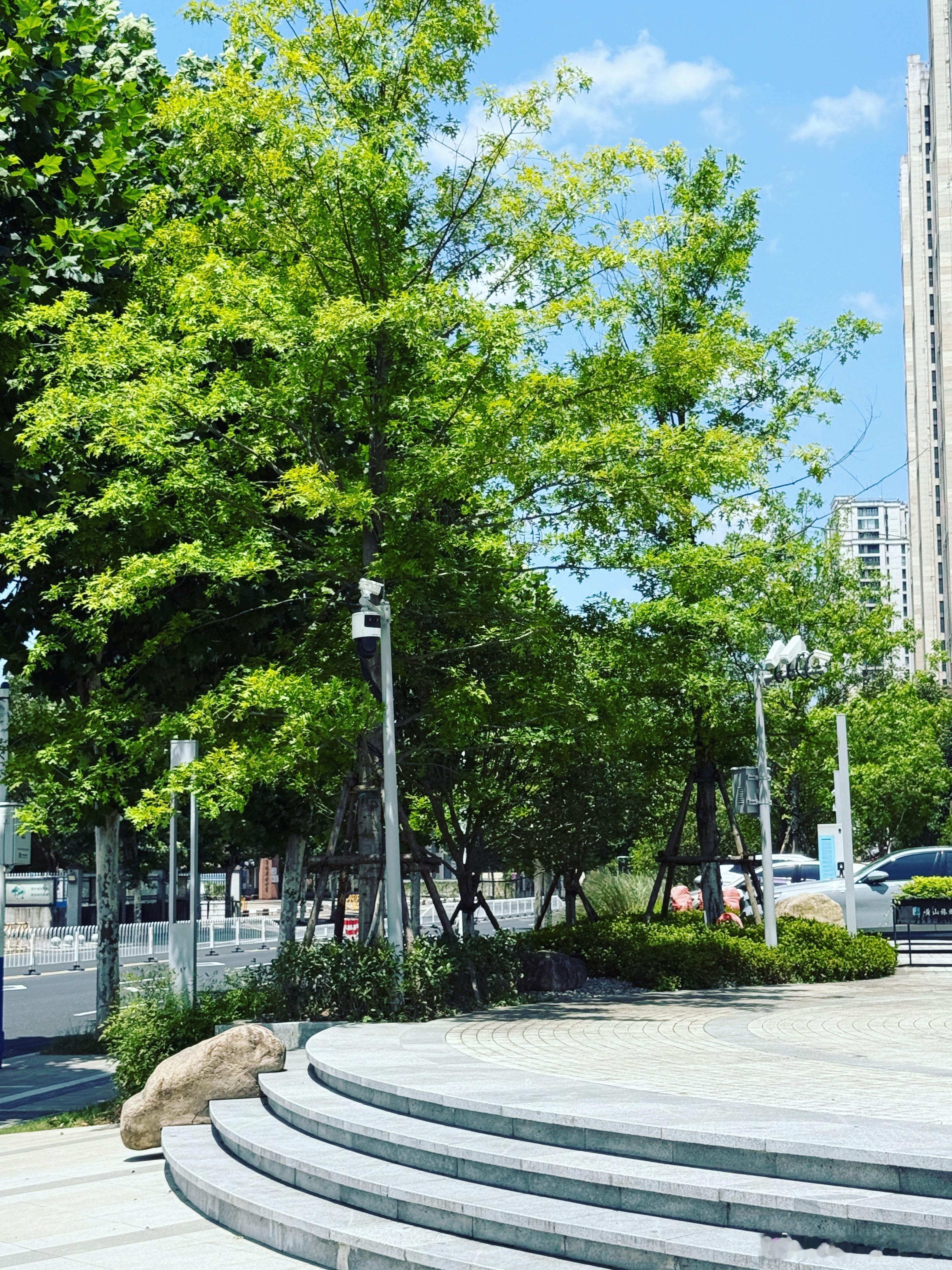 大学生喜爱内容共创计划抬头撞见黄山的夏天，天空蓝得干净，云朵像被风吹散的棉絮。阳