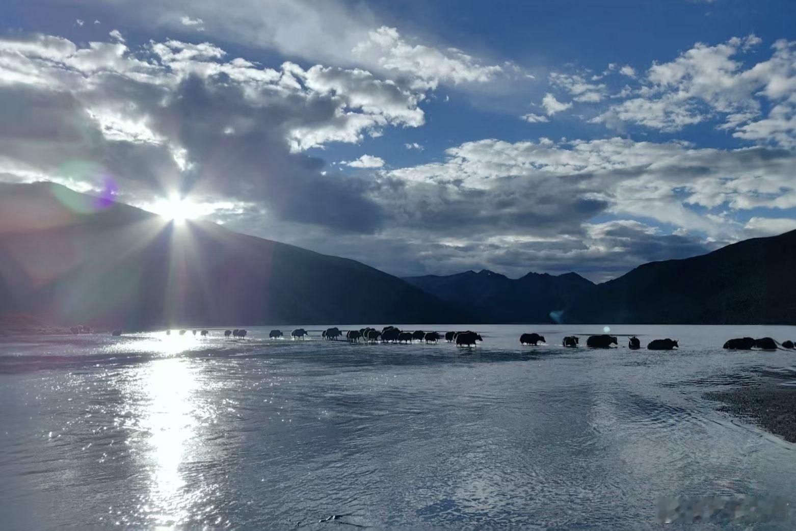 西藏萨普冰川核心区禁止旅游活动不止核心区禁止行吗？看看这里的熊吧，才知道旅游对生