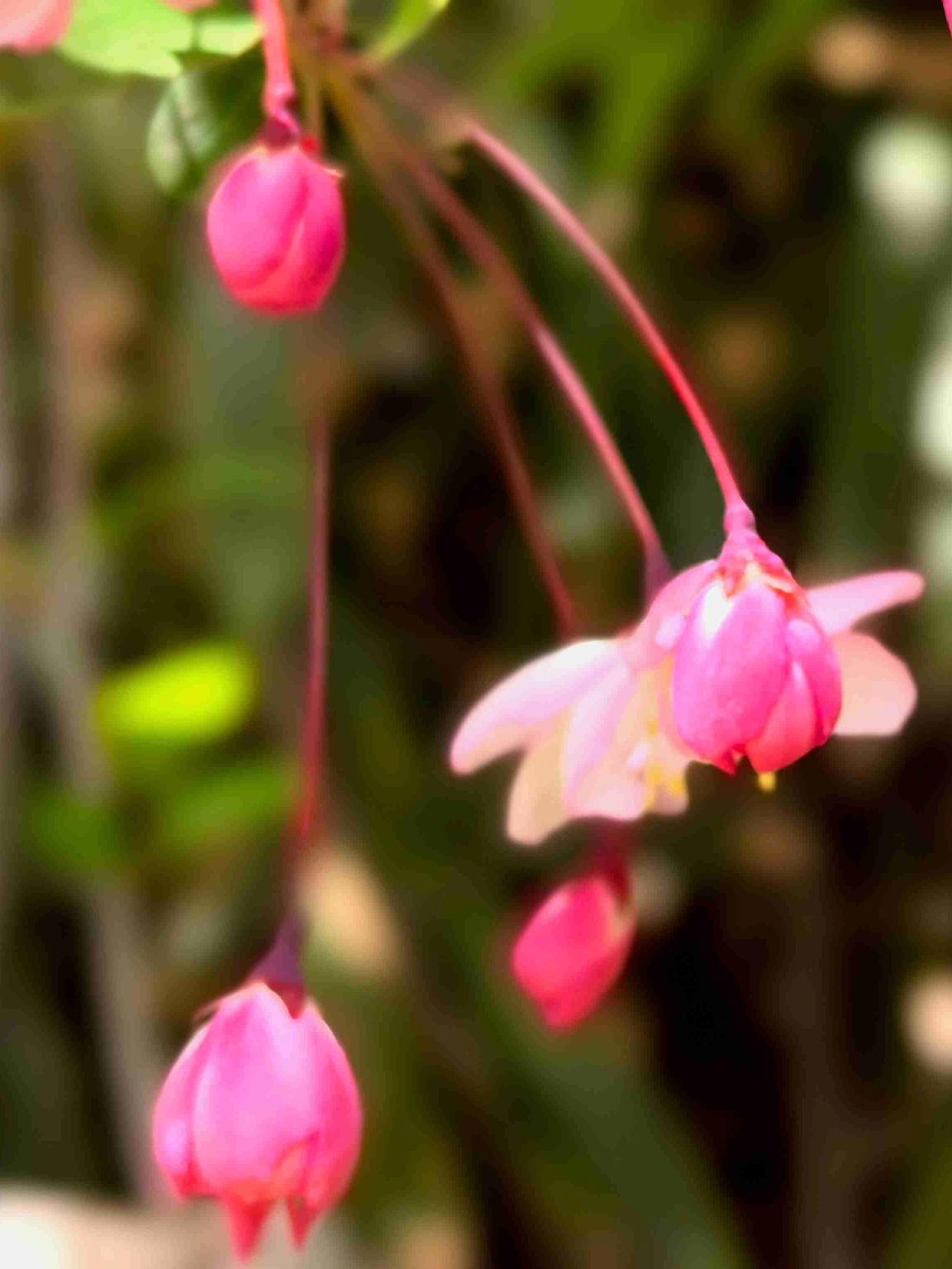 今天天气真好，一大早这太阳就升起了老高。
看了一下天气预报，今天的气温11～17