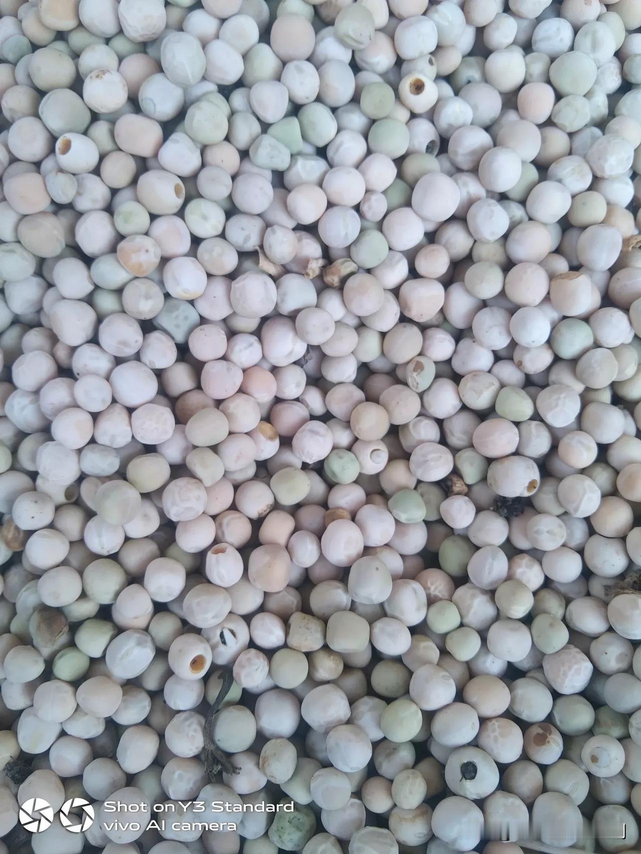下雨几天，地气回朝，老品种碗豆，也开始生虫了。拿岀来晒一下，让虫子自己飞走了。