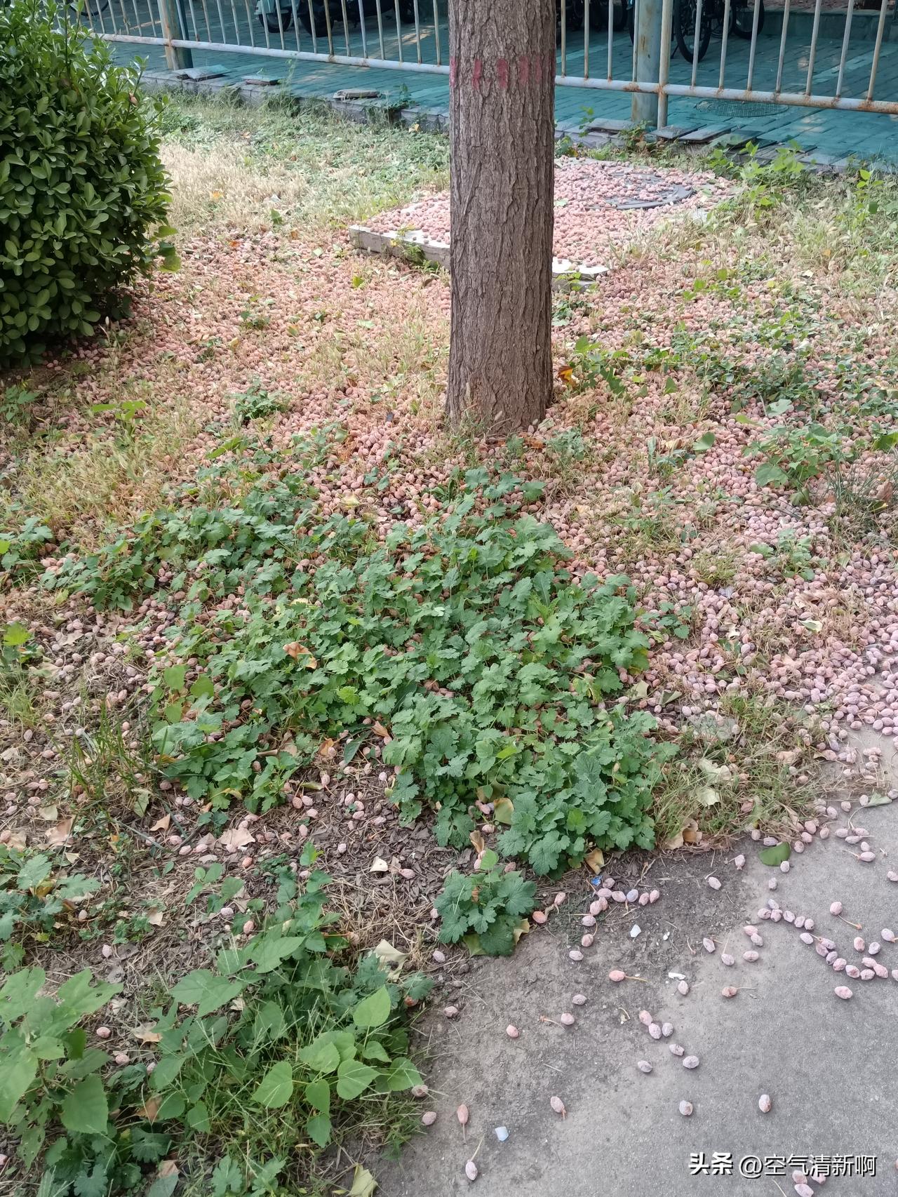 一场秋雨一场凉，
老祖宗总结的这节气，
是真的准，
该晴天就晴天，
该下雨立马就