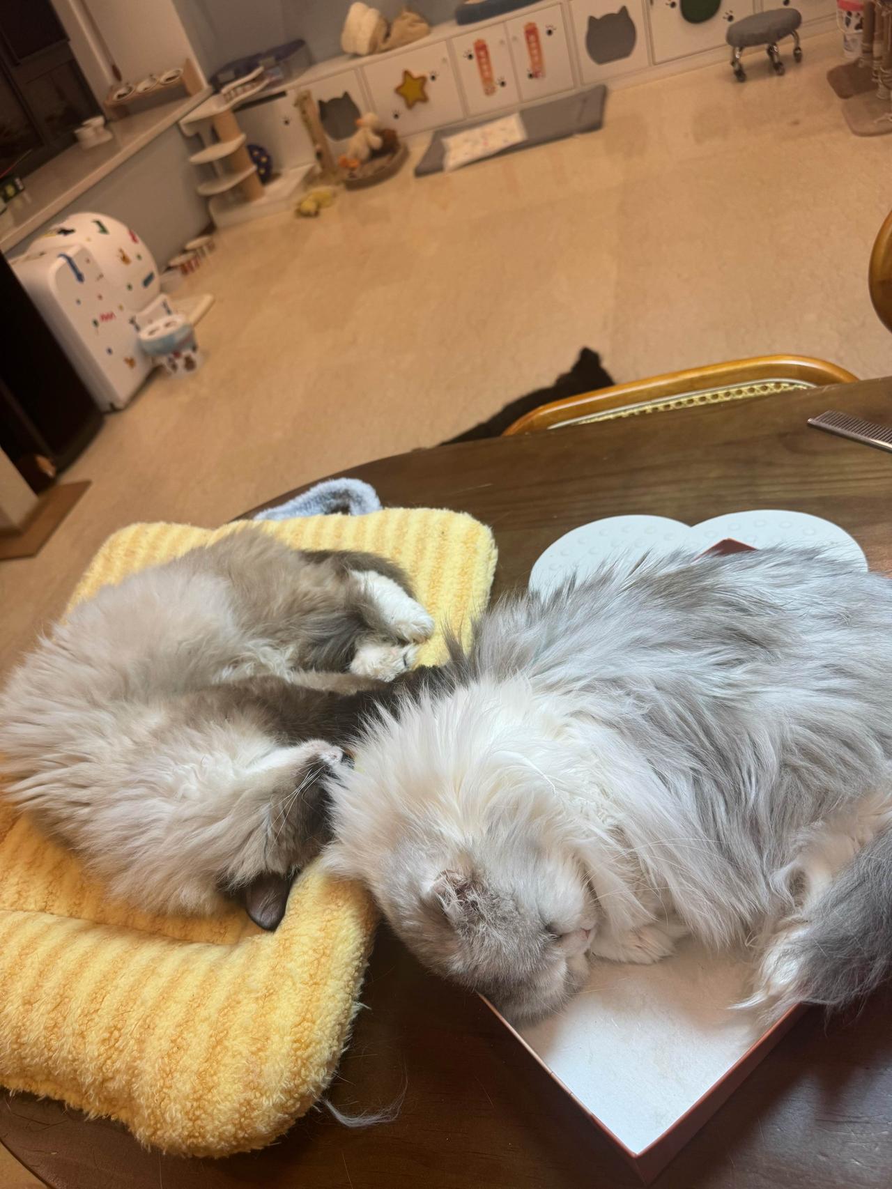 小玩意儿真是喜欢毛姐啊
