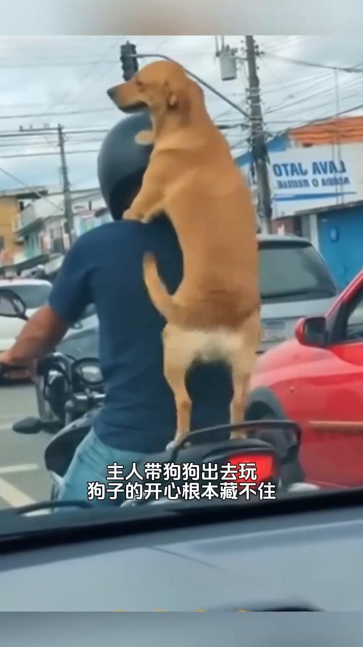 主人带狗狗出去玩，狗子的开心根本藏不住。
藏不住一点。