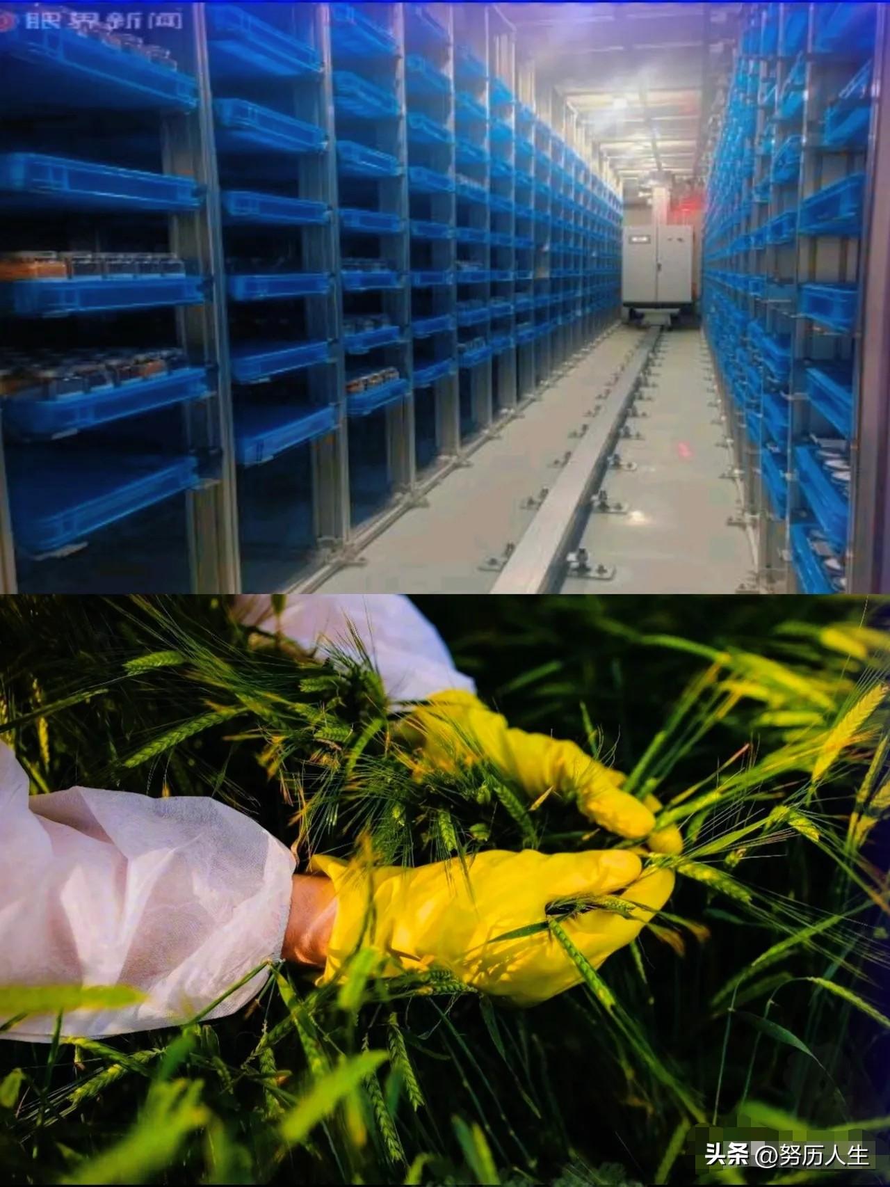 无人机乱撒药、免费发种子！农村这些怪事，原来是境外一些机构以农技推广、种子发放等