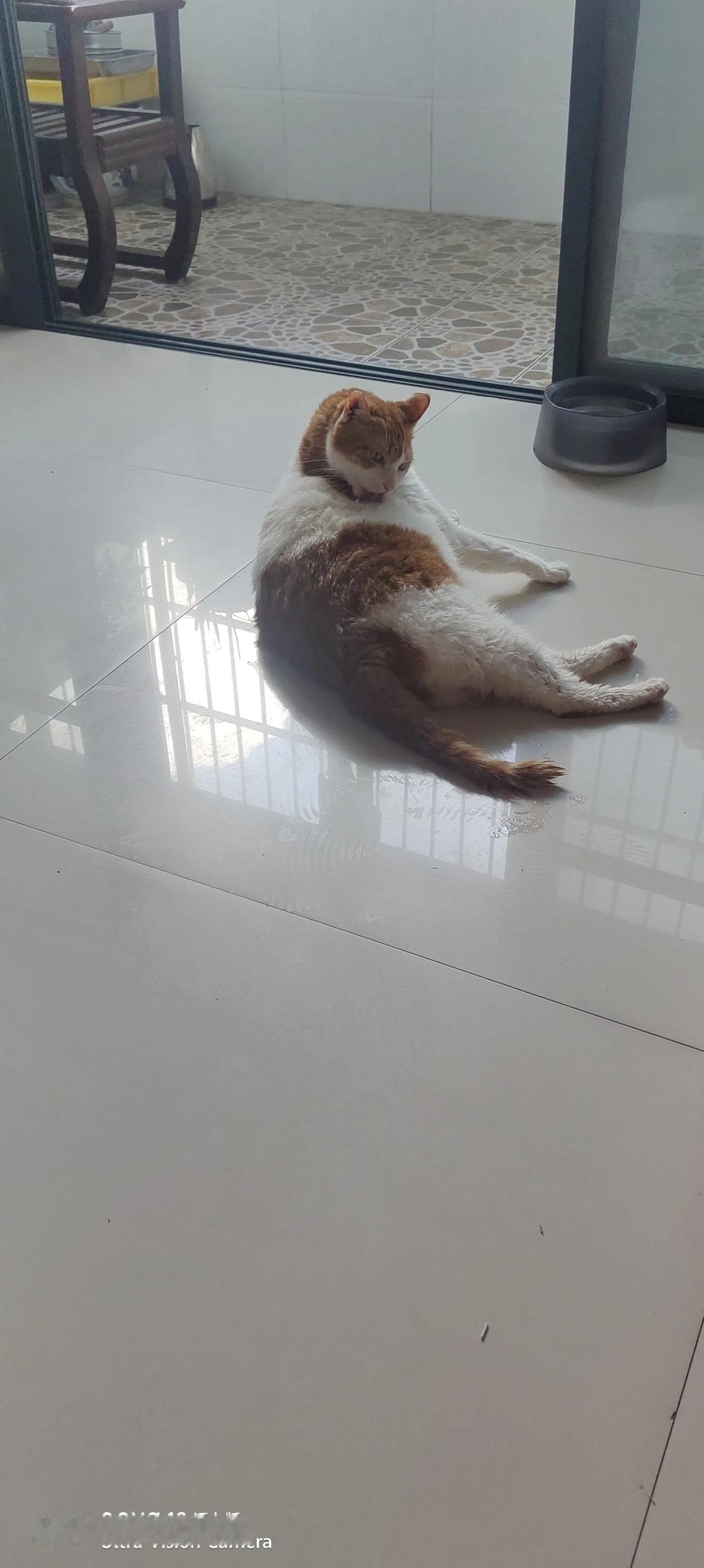 懒猫

第一次在家帮大橘洗澡，以前都是小妞拿去宠物店洗，一次100～150元，今