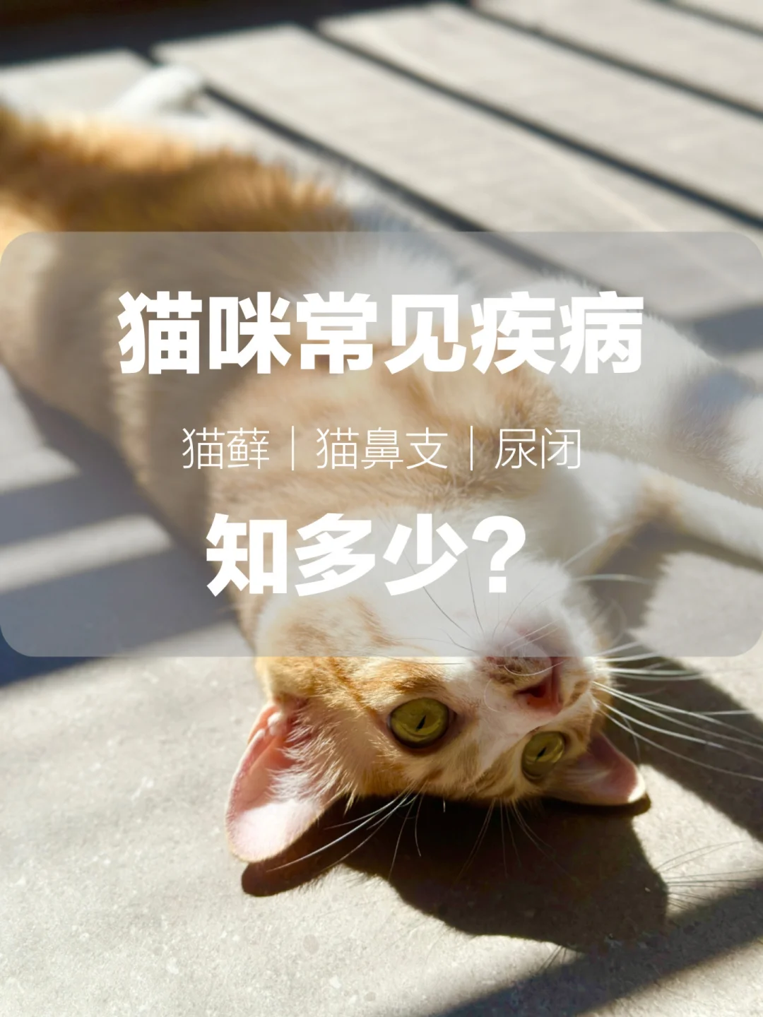 养猫不做大冤种！常见疾病怎么治