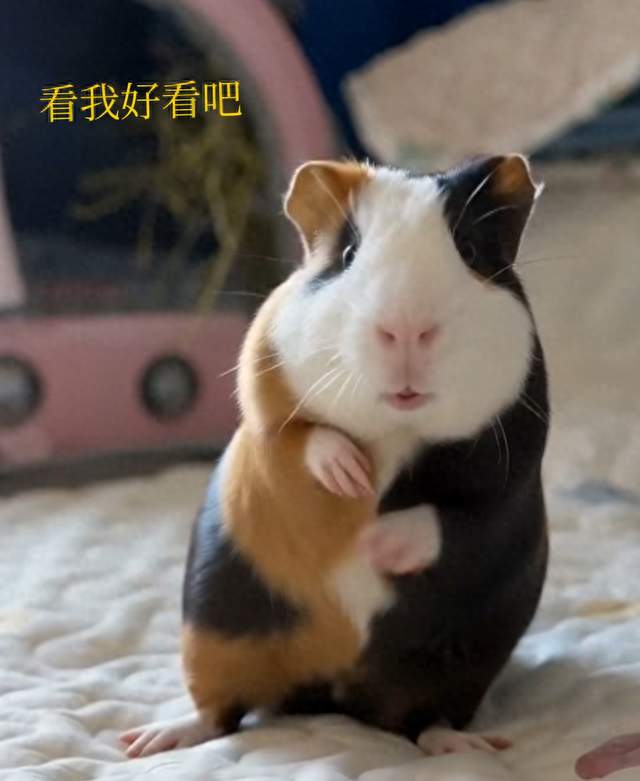 独生子赡养父母：每月给500还是1000？夹在老婆和老妈中间太难了