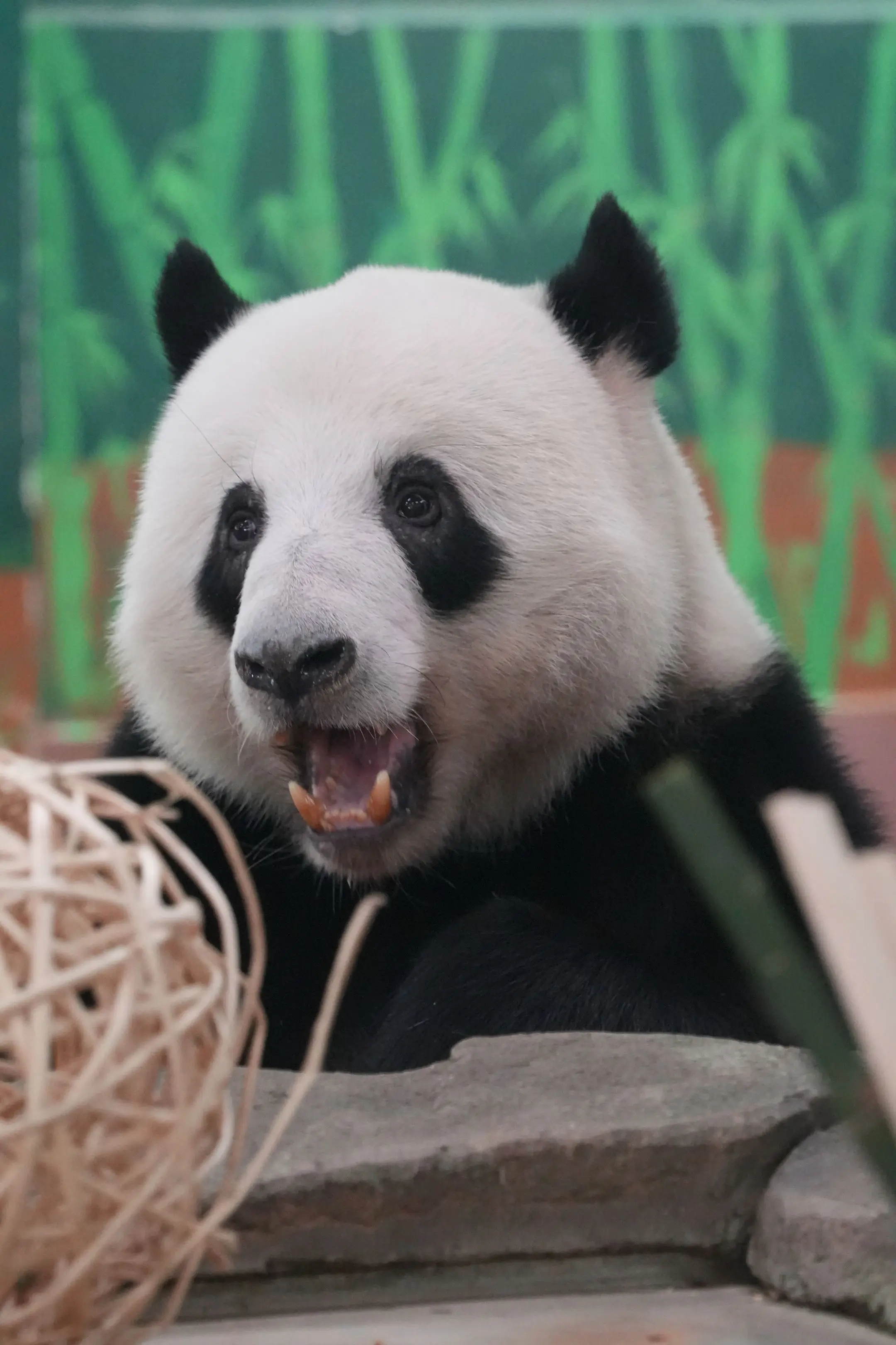 很喜欢星一这组图。因为它的眼神真的很清澈，整只熊都很甜，以至于朋友们以...