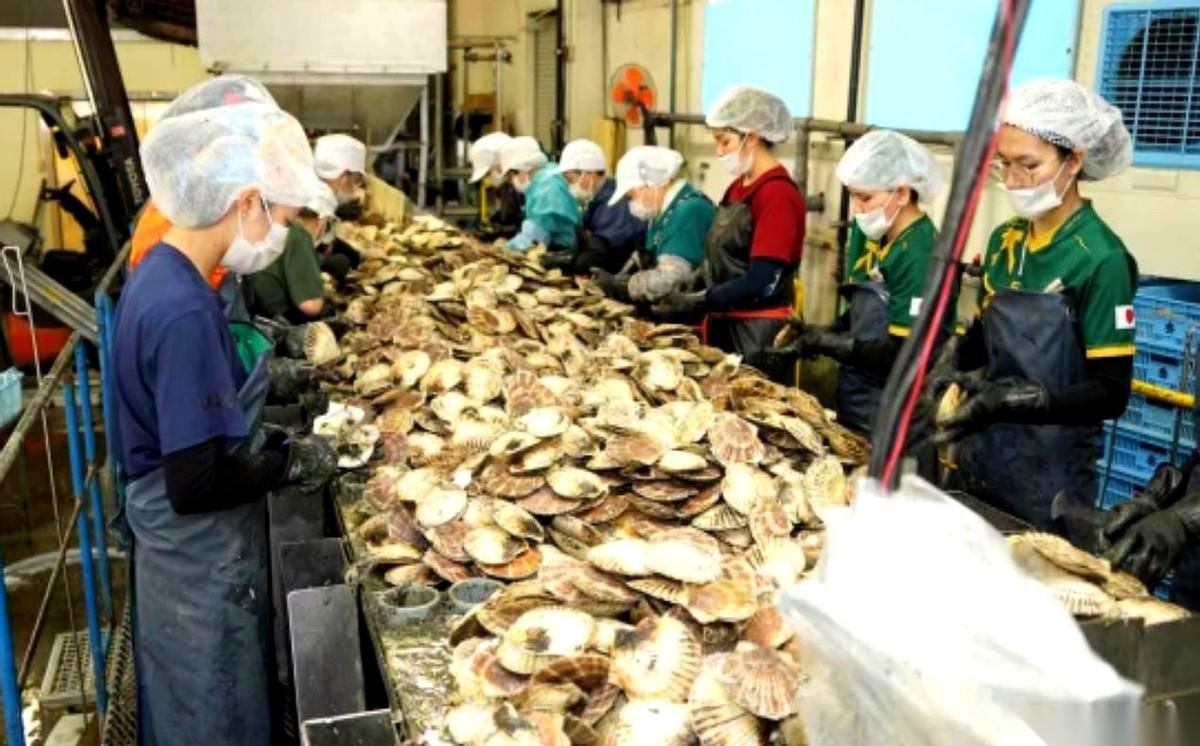 排了三年，整整15万吨核污水倒进海里！
你以为日本渔业早凉透了？海鲜全烂在港口没