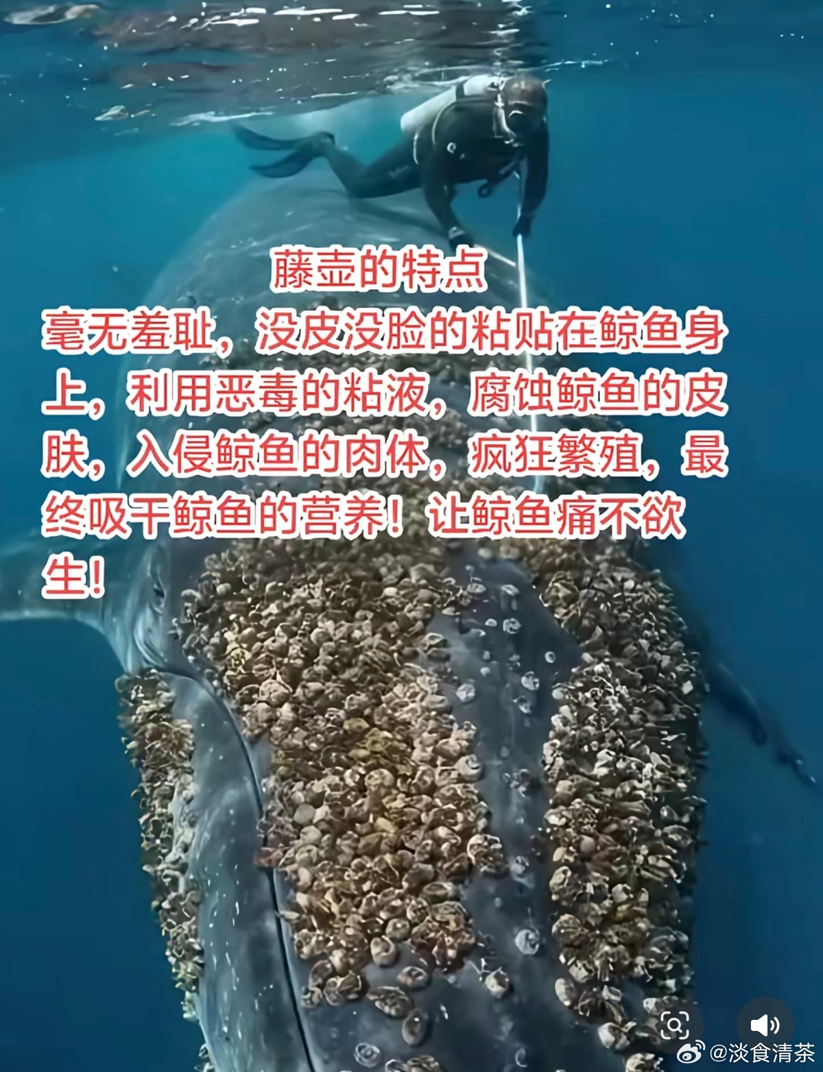 我看到一个外号白藤壶 