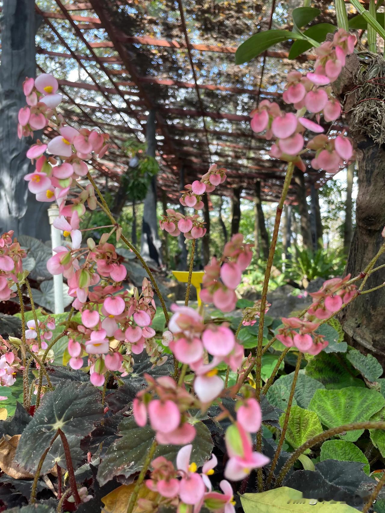 春风轻拂，正是踏春好时节，不妨走进东莞植物园。
踏入园中，色彩斑斓的花海瞬间映入