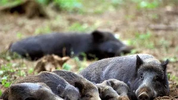 云南的“六头野猪从天而降” 与野猪“赏金猎人”对话：做这行不赚钱

在云南省昭通