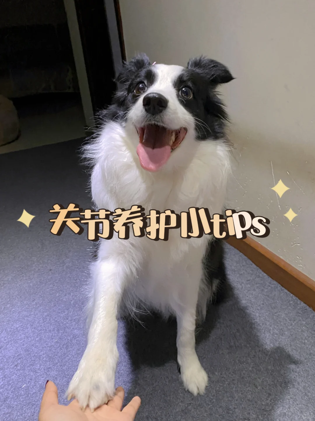 听我的！重视狗狗关节养护，少走弯路！
