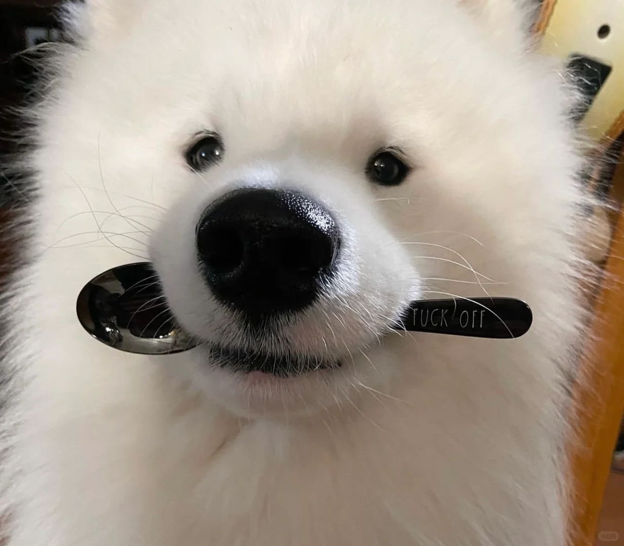 ee们，今晚能去你家吃饭吗