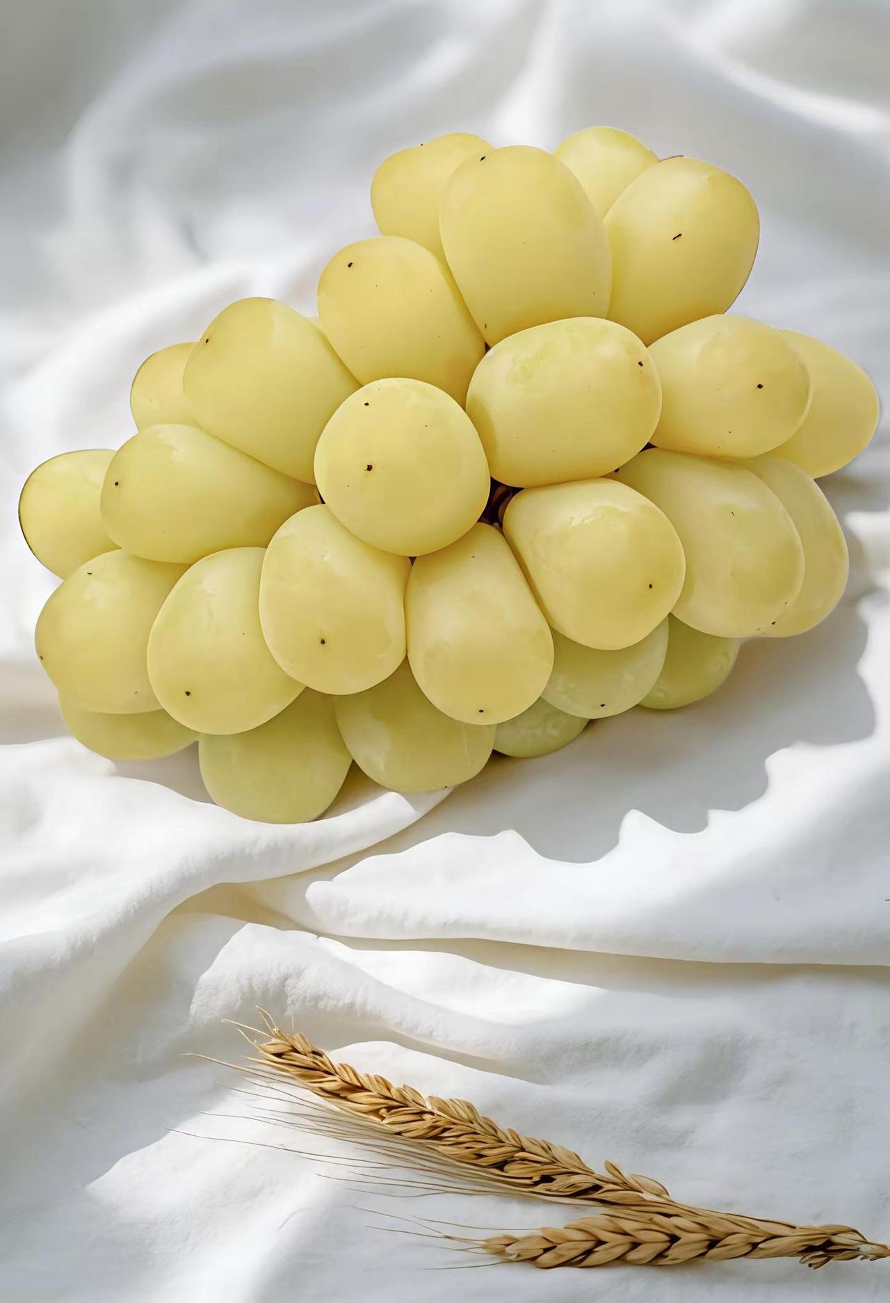 阳光玫瑰的继任者。绝大部分人认为阳光玫瑰已经天下无敌了，其实还有比阳光玫瑰更勇猛