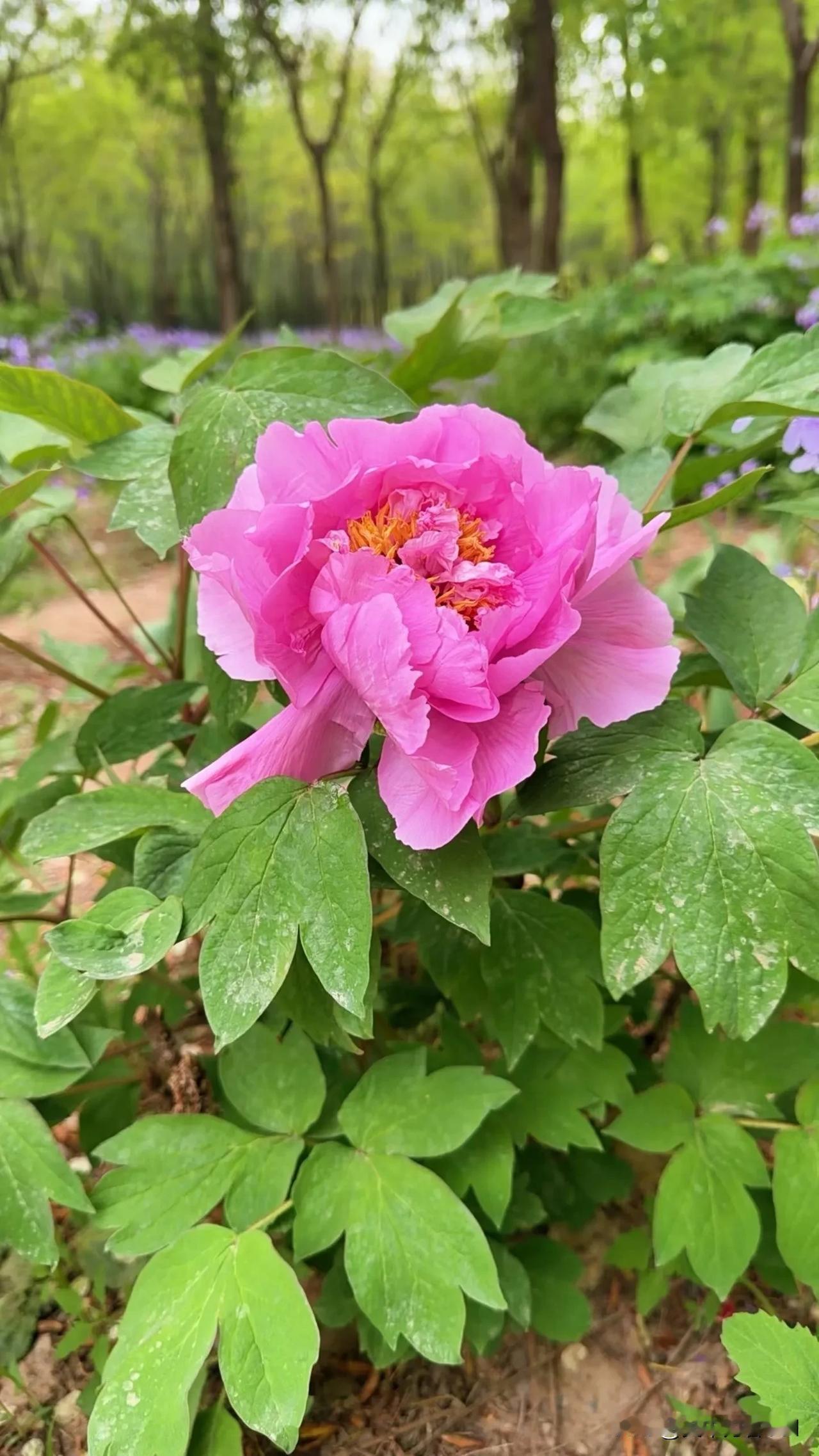 今日分享随手拍照片牡丹花开，初夏来了，春天太短，来日方长。