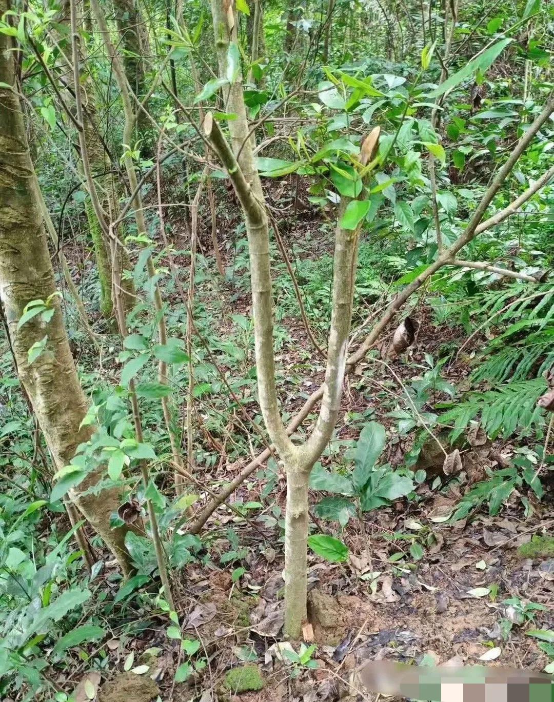 把这个树杈砍回去做一个弹弓怎么样