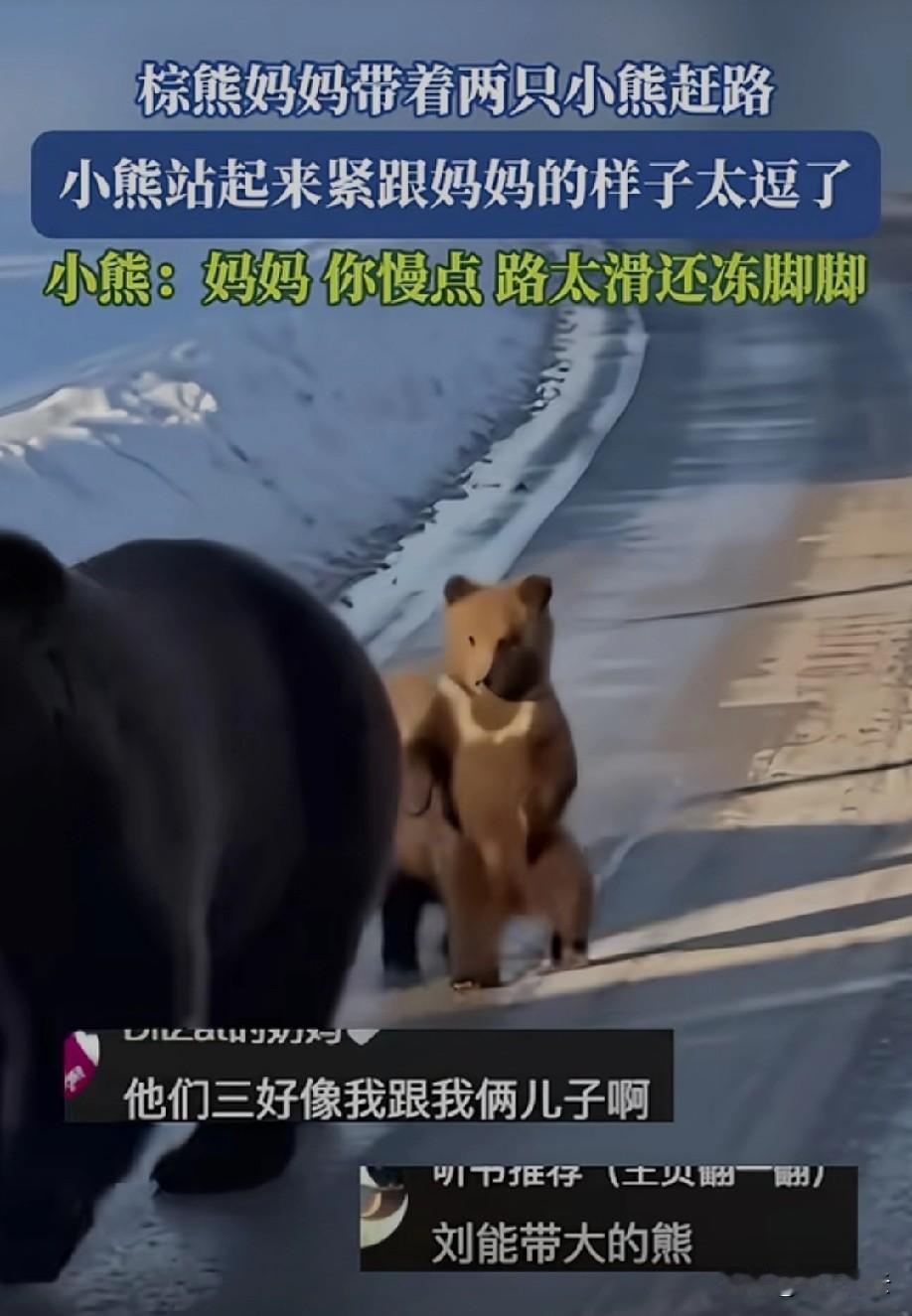 熊宝宝好可爱[比心]
还戴了围脖[偷笑]