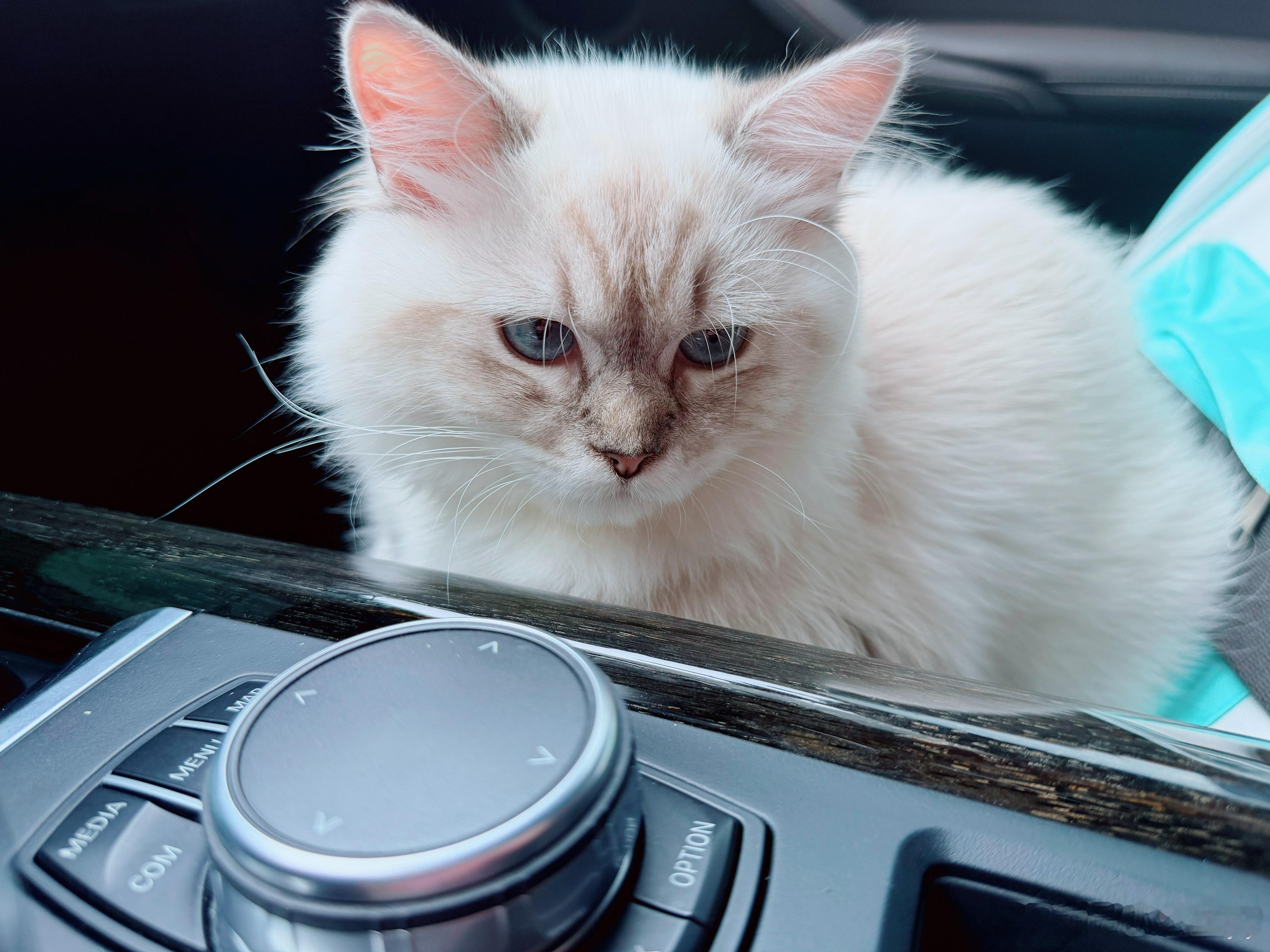 楼上装修太可怕了。我带着猫妹妹逃离了🏃♀️🐱gogogo 北京·北京站