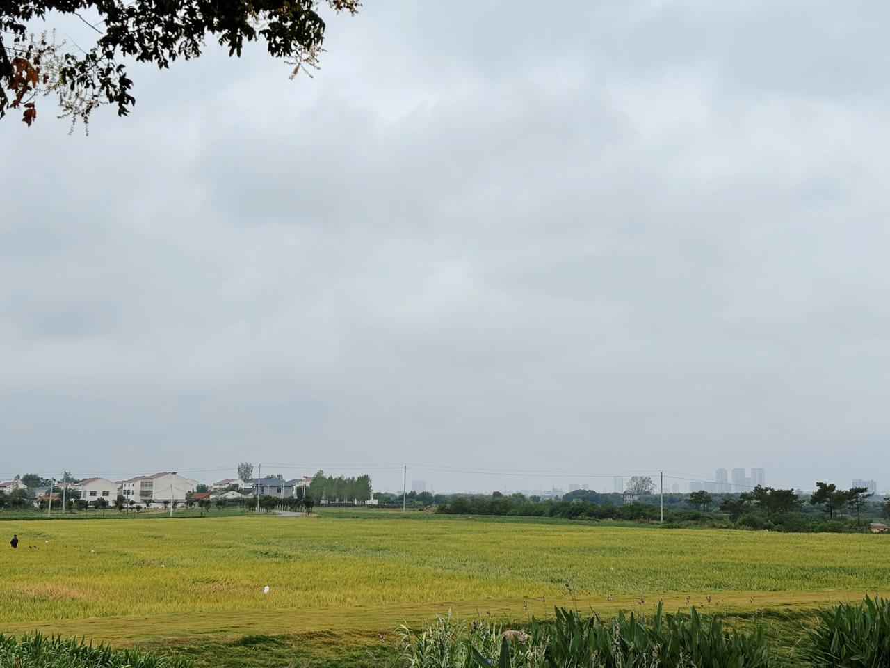 把丰收的流量，留下来

丰收节主场落地东郊村，不只是办一场活动。盘活闲置民房，导