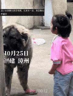 笑不活，福建，一男子到厂里找厂长办事，结果被护厂狗“堵住”狂吠，随即厂长的女儿来