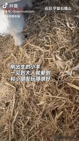 宁夏石嘴山，一男子家里生了一窝小羊，结果有一只小羊非常特别，没想到这只小羊遇到小
