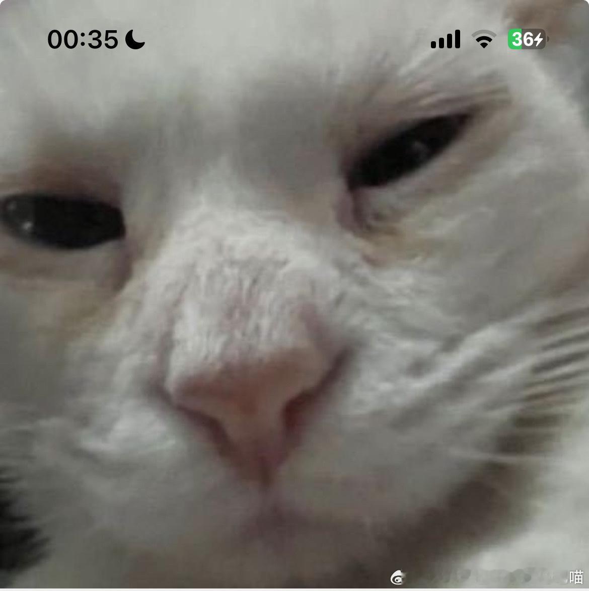 49067【丑猫】测报我们有点像！ 