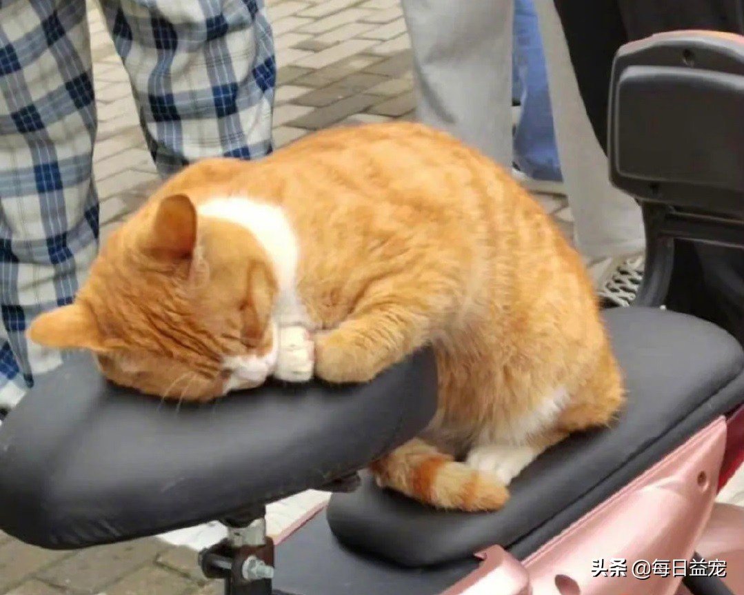 街上看到的一幕：不知道是谁家的大橘猫，霸占了别人的电动车，踹手手的模样好可爱，忍