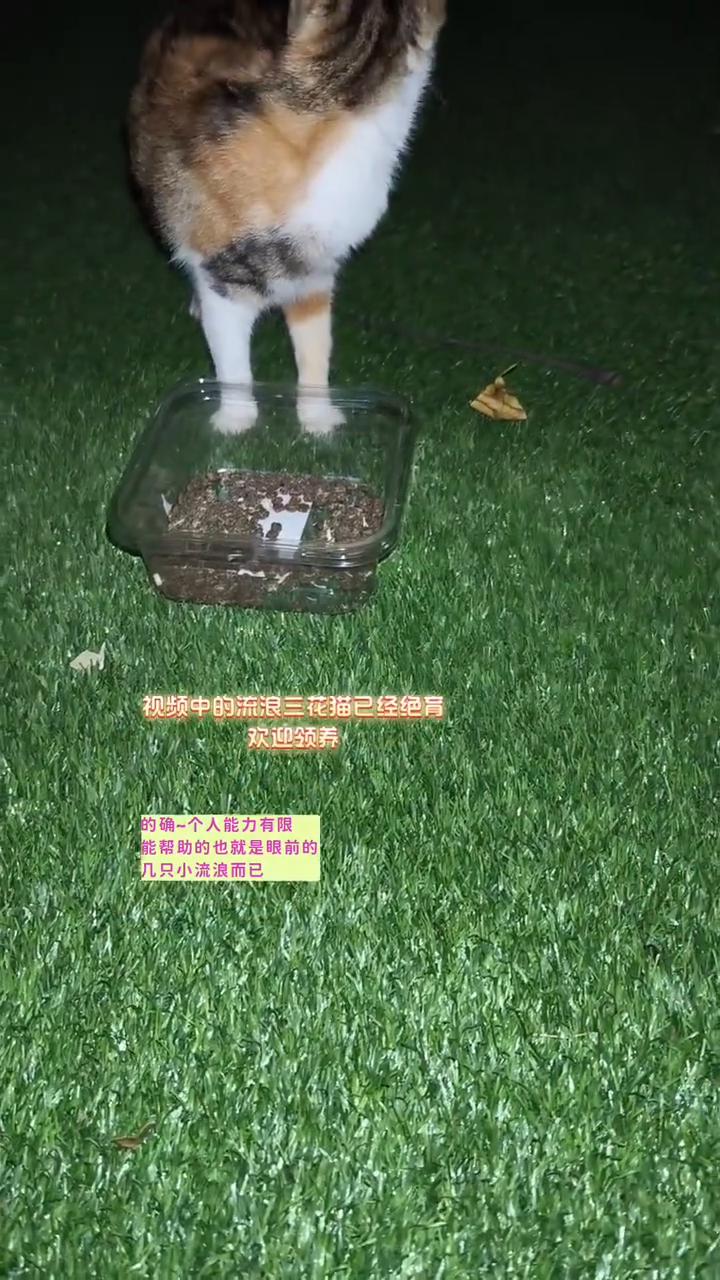 喂流浪猫是廉价的爱吗？
喂流浪猫是廉价的爱？的确一个人能力有限，能帮助的也就是眼