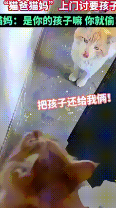女子“顺走猫崽”被猫妈上门讨要
 小区里的流浪猫妈妈刚生了两只崽，一位小姐姐趁猫