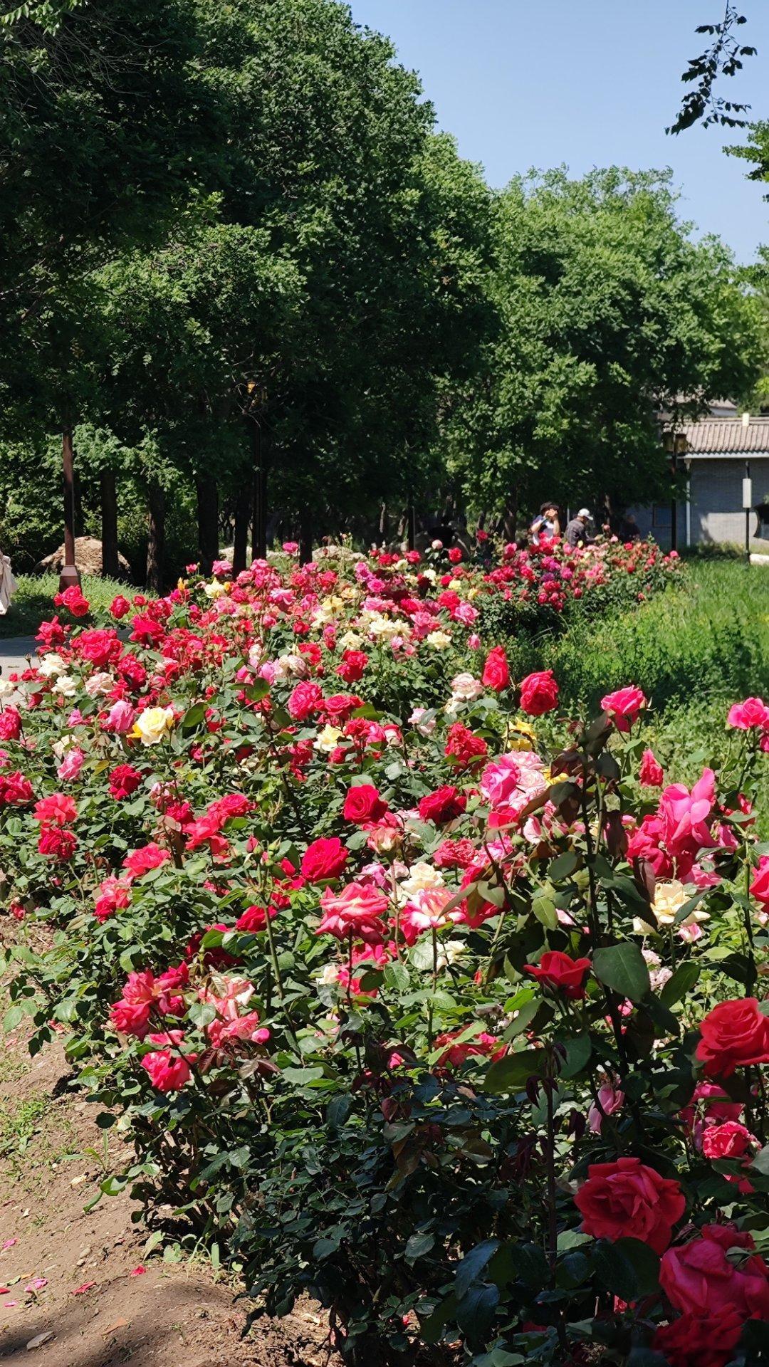 北京圆明园路边的月季花  摄影​​​