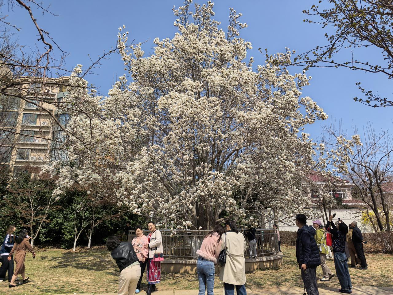 【好大一棵玉兰花】
摄于烟台市莱山区黄海城市花园。