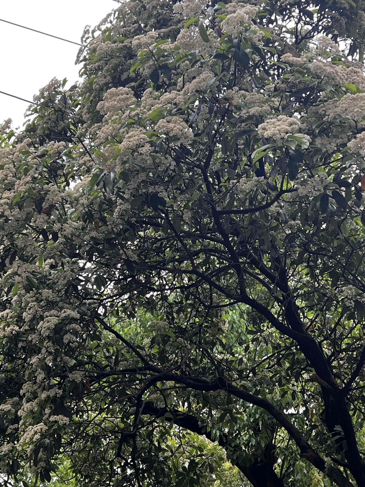 不知道这树什么品种，每次开花的时候，路过这些树，总能闻到一股浓烈的男人的味道！