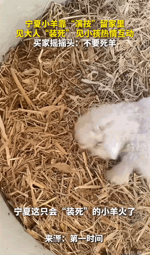 “解释不清了！”宁夏，男子把家里养的小羊拉到集市去卖，其他小羊都被顺利买走，唯独