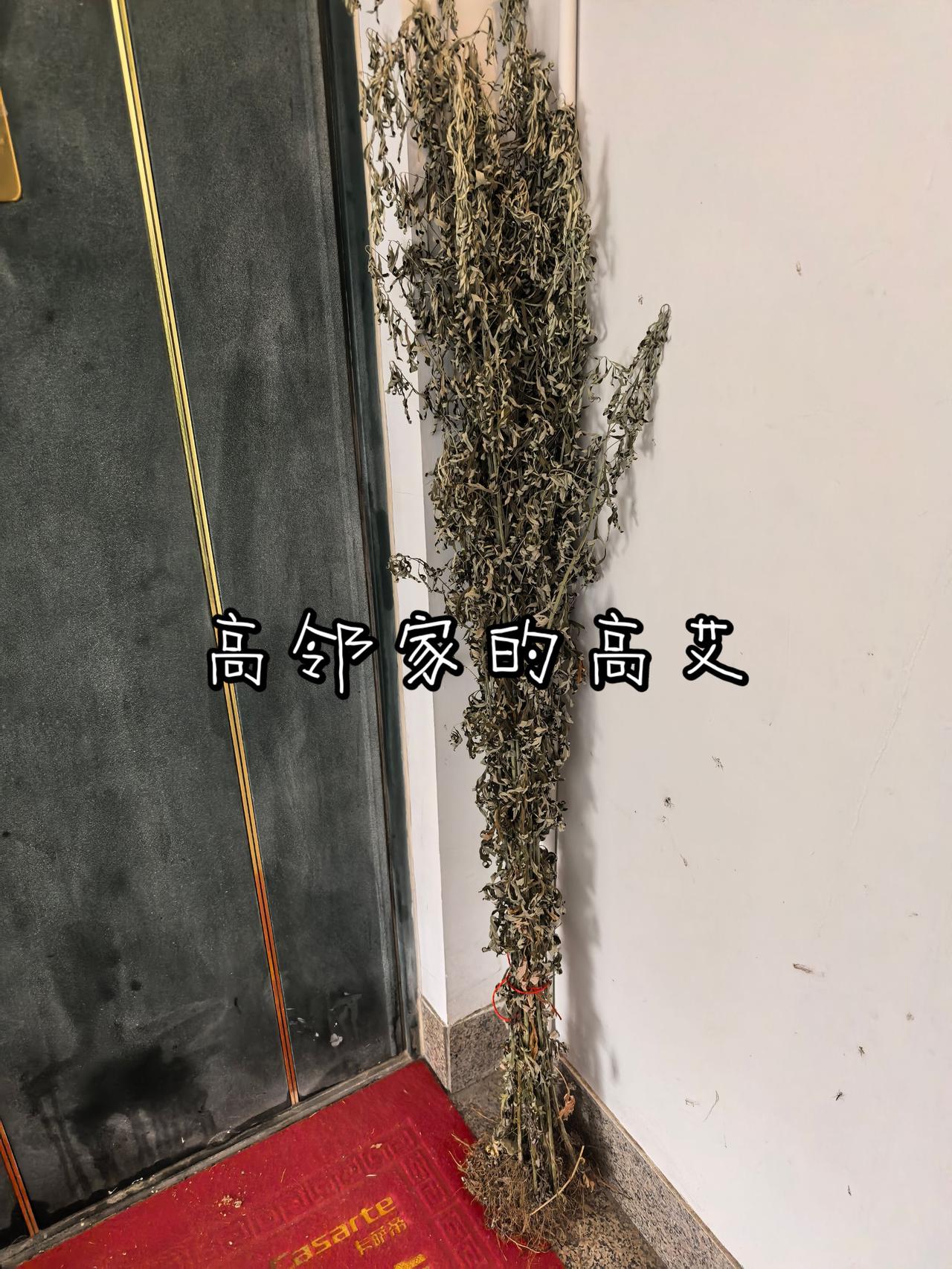 高邻家的高艾