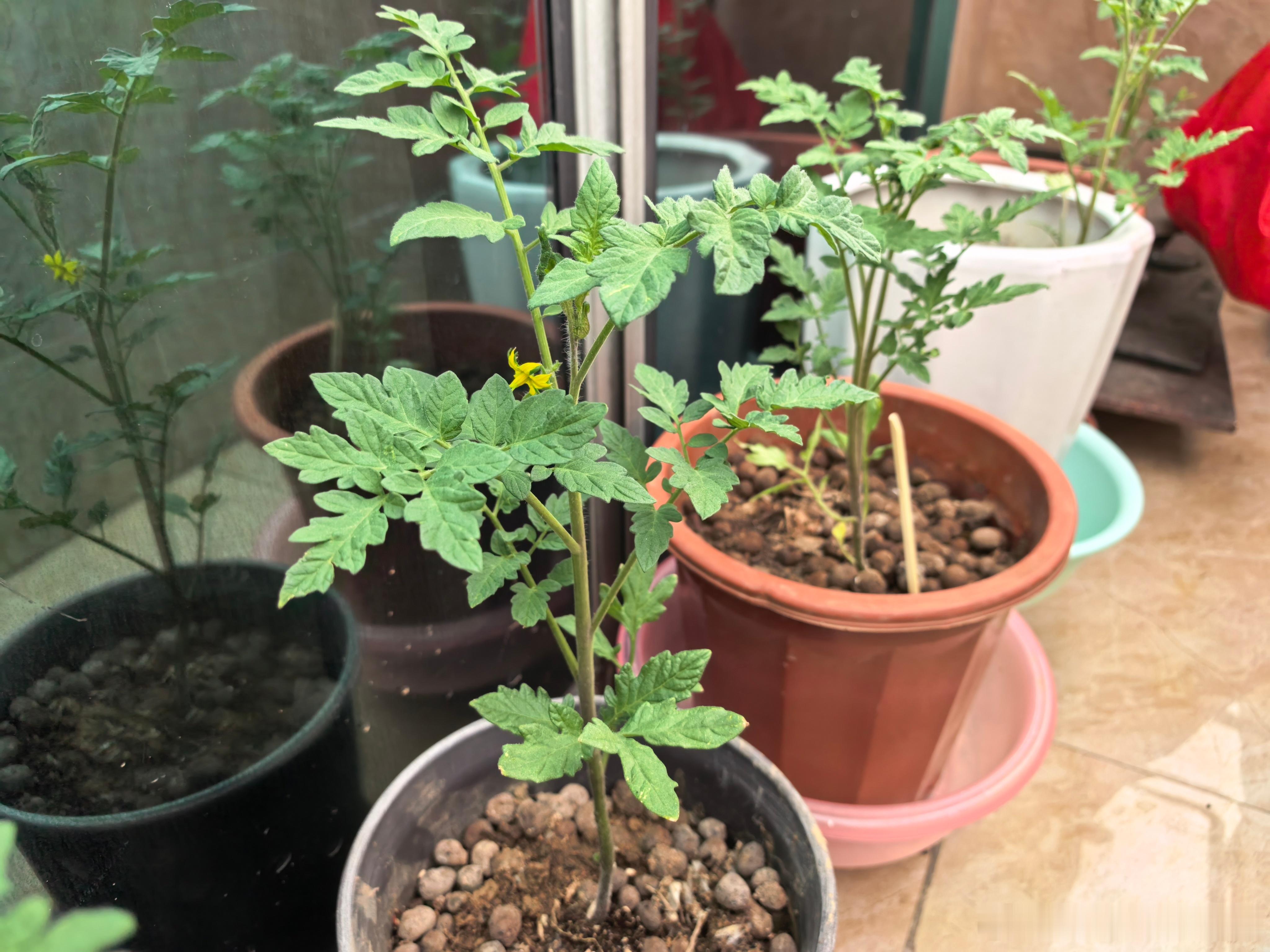 牛逼；壕哥种的西红柿开花了！谁懂；结果需要多久呀[嘻嘻] ​​​