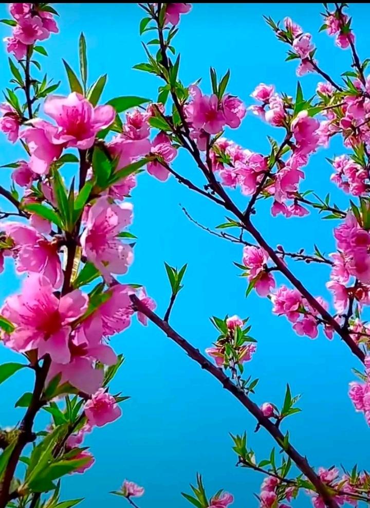 春催桃李绽新颜，
夏有荷花蛙鼓喧，
秋染枫林红似火，
………？

上联：一年四季