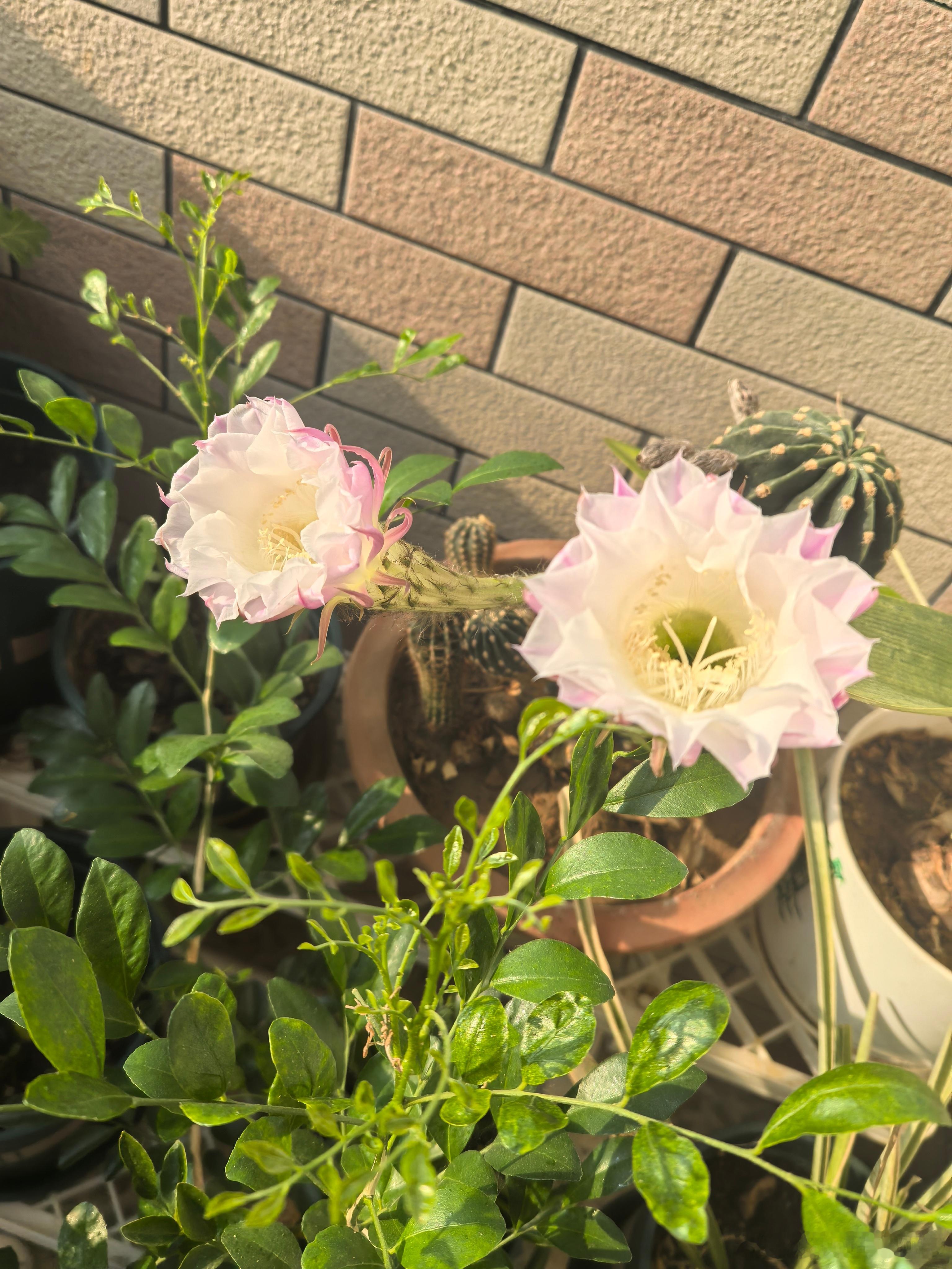 花气袭人 ​​​