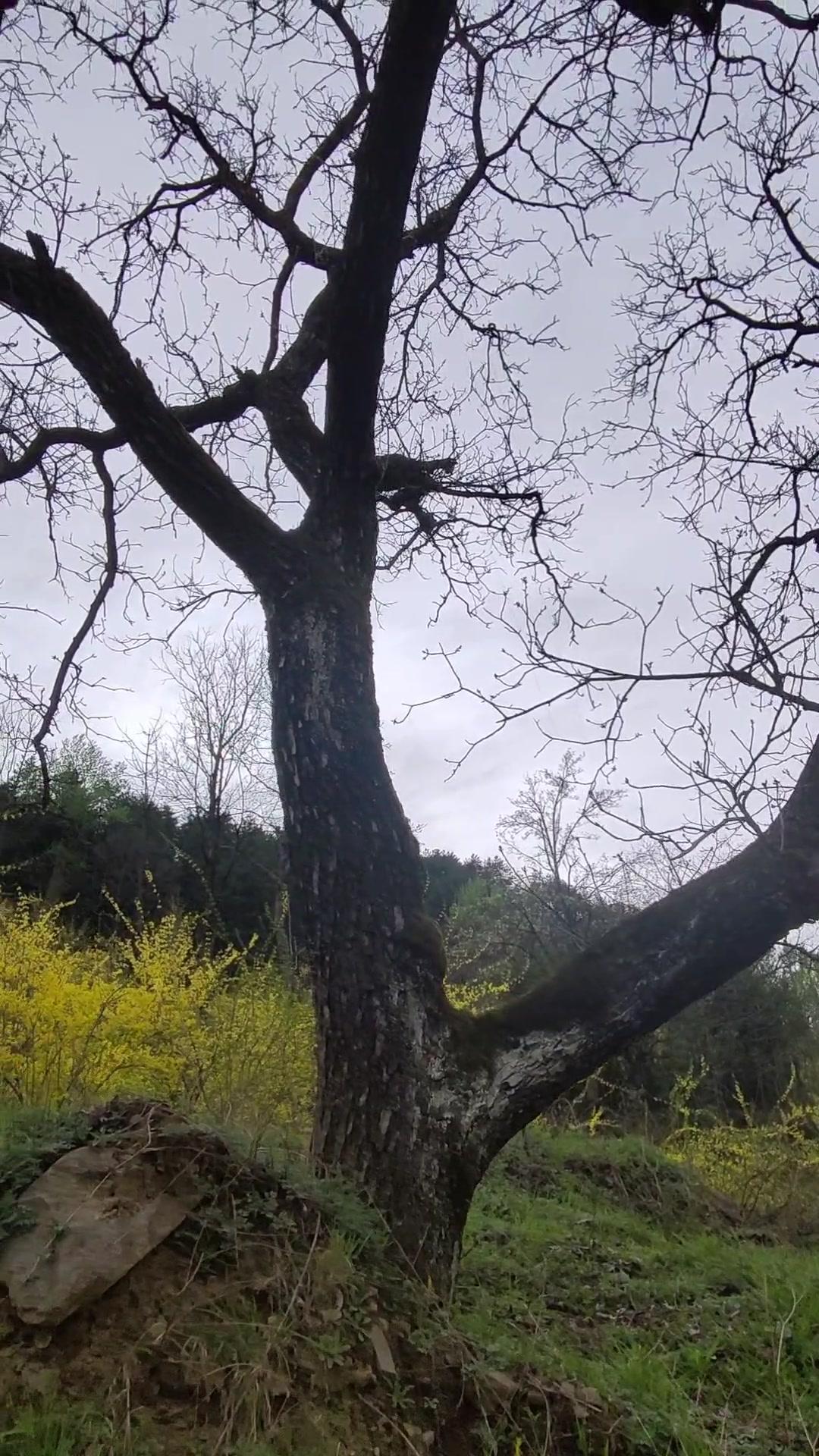 🌿秦岭洛南县的春天，被漫山遍野的连翘花点亮了！站在山坡上，金黄的花海无边无际，