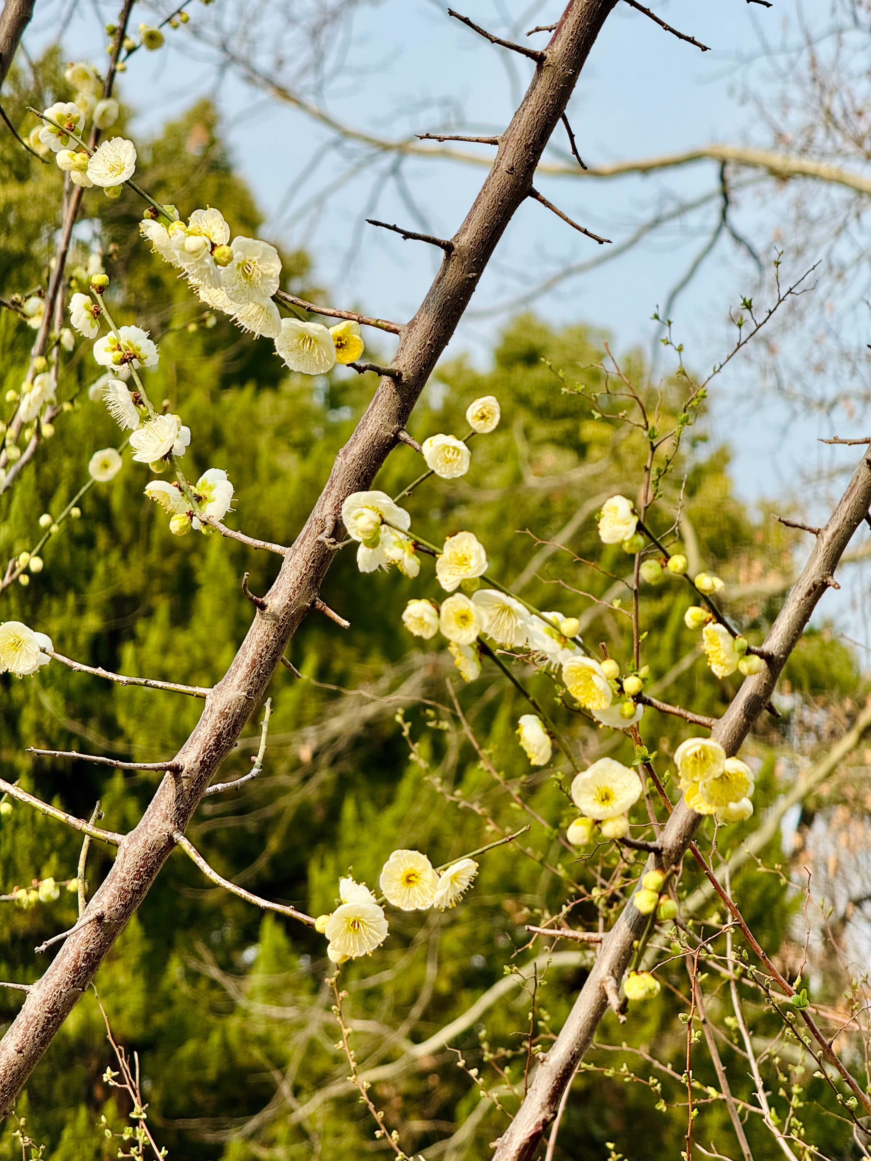 掀桌离家出走了｜No. 1659今天是录制日，起了个大早，煮了四个鸡蛋，自己吃两